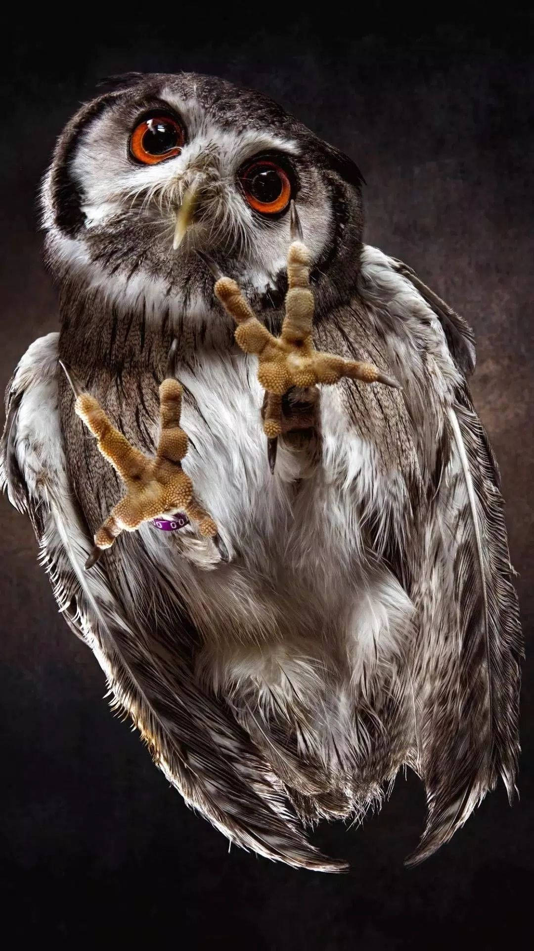 Baby Owl 桌布 壁紙 — 一隻引人注目的貓頭鷹的特寫，擁有強烈的橙色眼睛和伸展的爪子，背景為深色。