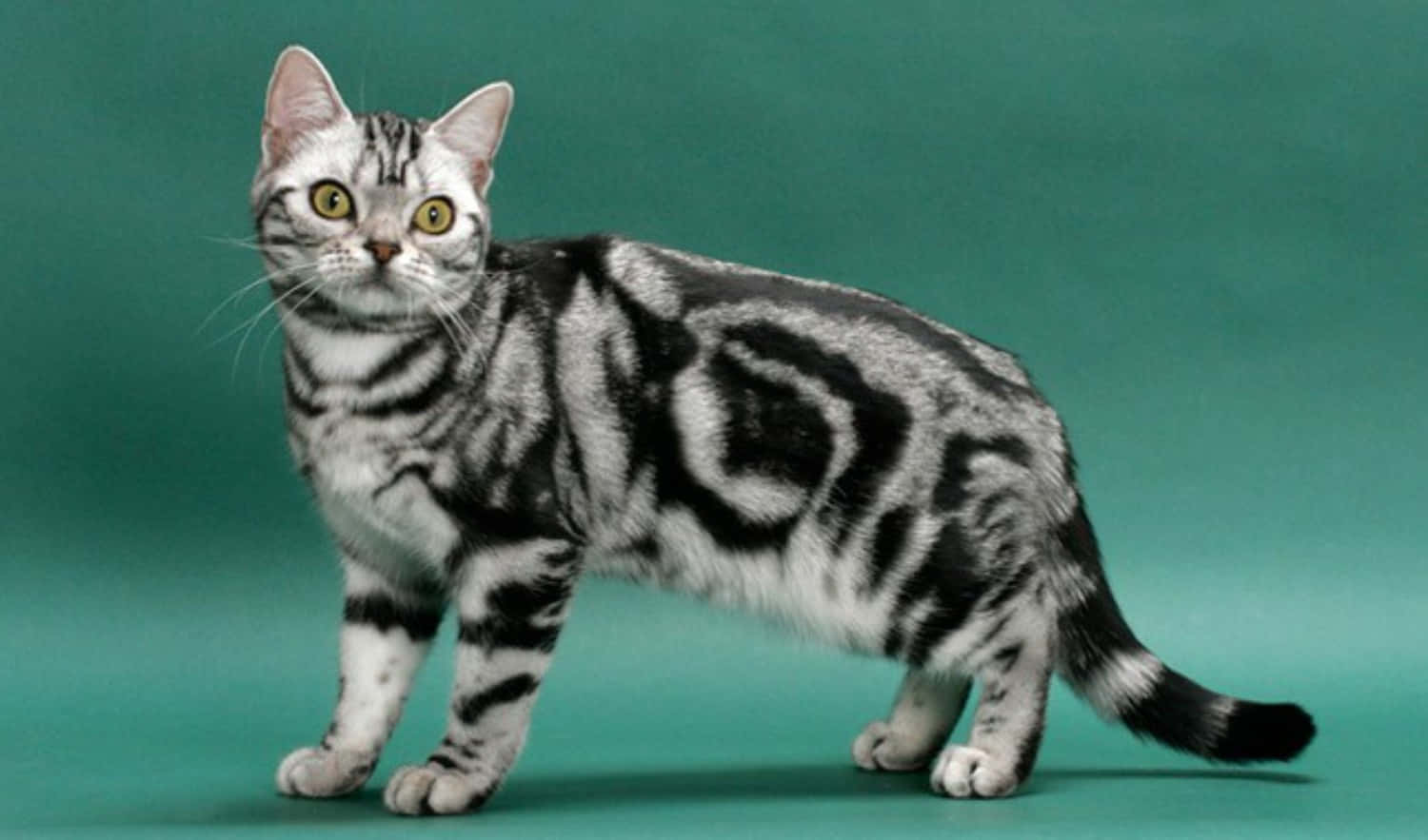American Shorthair 桌布 壁紙 — 一隻引人注目的銀色虎斑貓，帶有醒目的黑色斑紋和明亮的黃色眼睛，警覺地站在純藍綠色背景前。