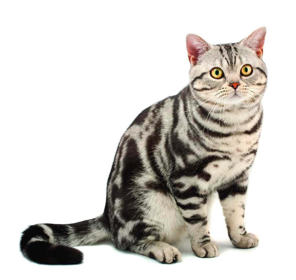 American Shorthair 桌布 壁紙 — 一隻引人注目的銀色虎斑貓，擁有鮮綠色眼睛，端坐在純白色背景前。