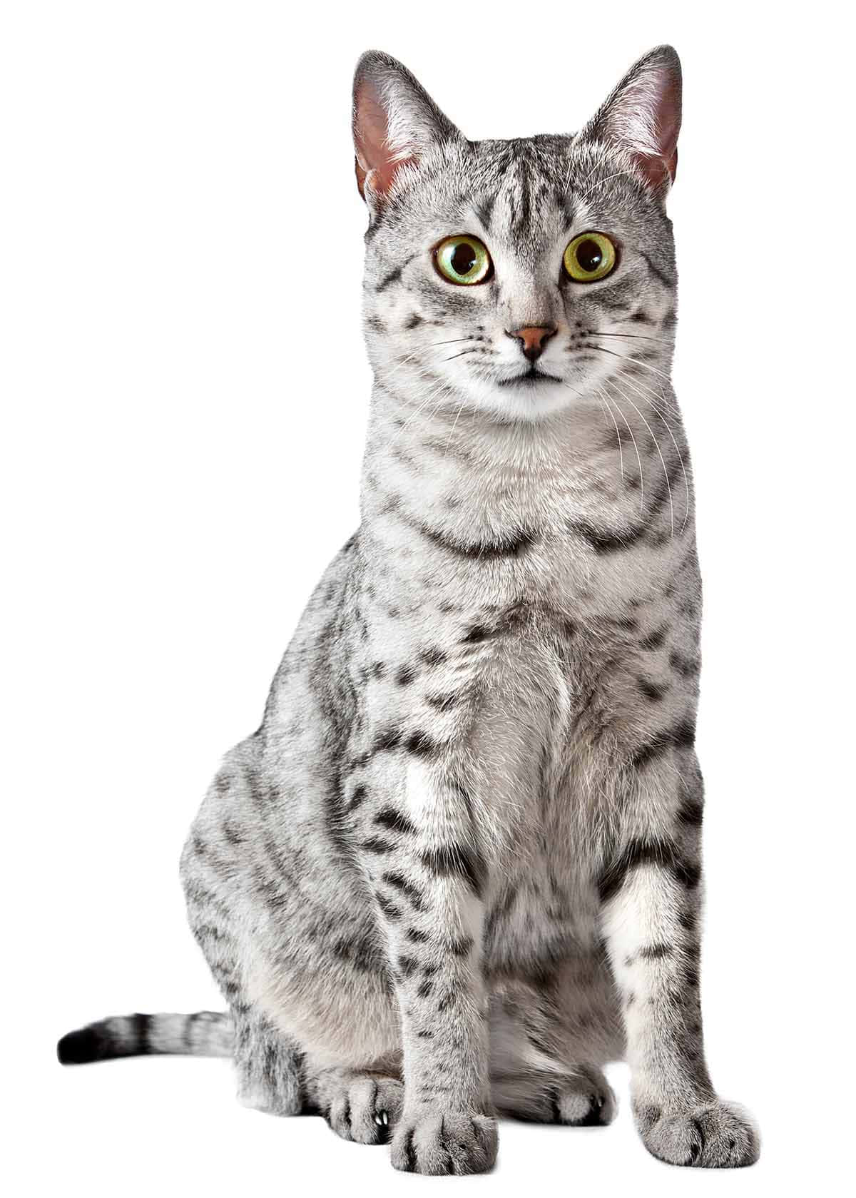 Egyptian Mau 桌布 壁紙 — 一隻引人注目的銀色虎斑貓，有著明亮的黃色眼睛，在純白背景下擺出姿勢坐著。