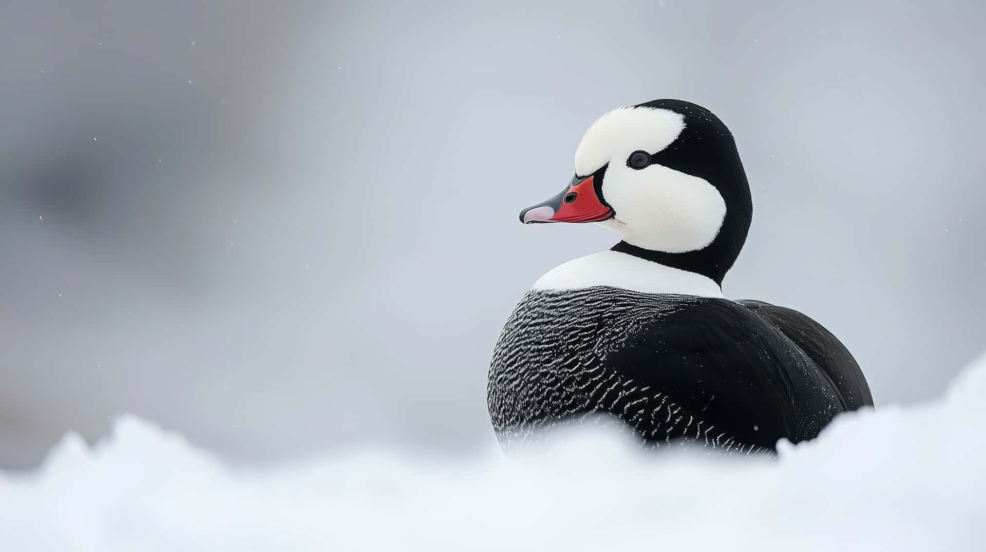 A striking black and white duck with a red beak resting in a snowy landscape 壁紙 — 一隻引人注目的雄性丑角鴨，帶有鮮明的黑色、白色和紅色斑紋，在白雪皚皚的冬季景觀中警覺地站立。