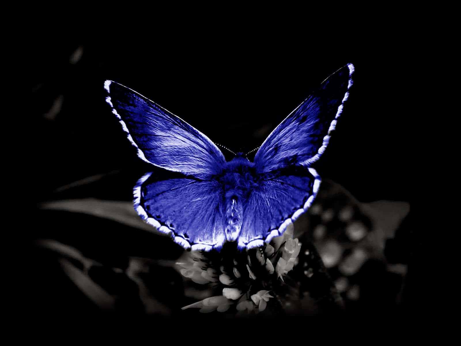 Butterfly Species 桌布 壁紙 — 一隻引人注目的電光藍蝴蝶，翅膀帶有白色邊緣，棲息在單色花朵上，背景為深邃黑色。