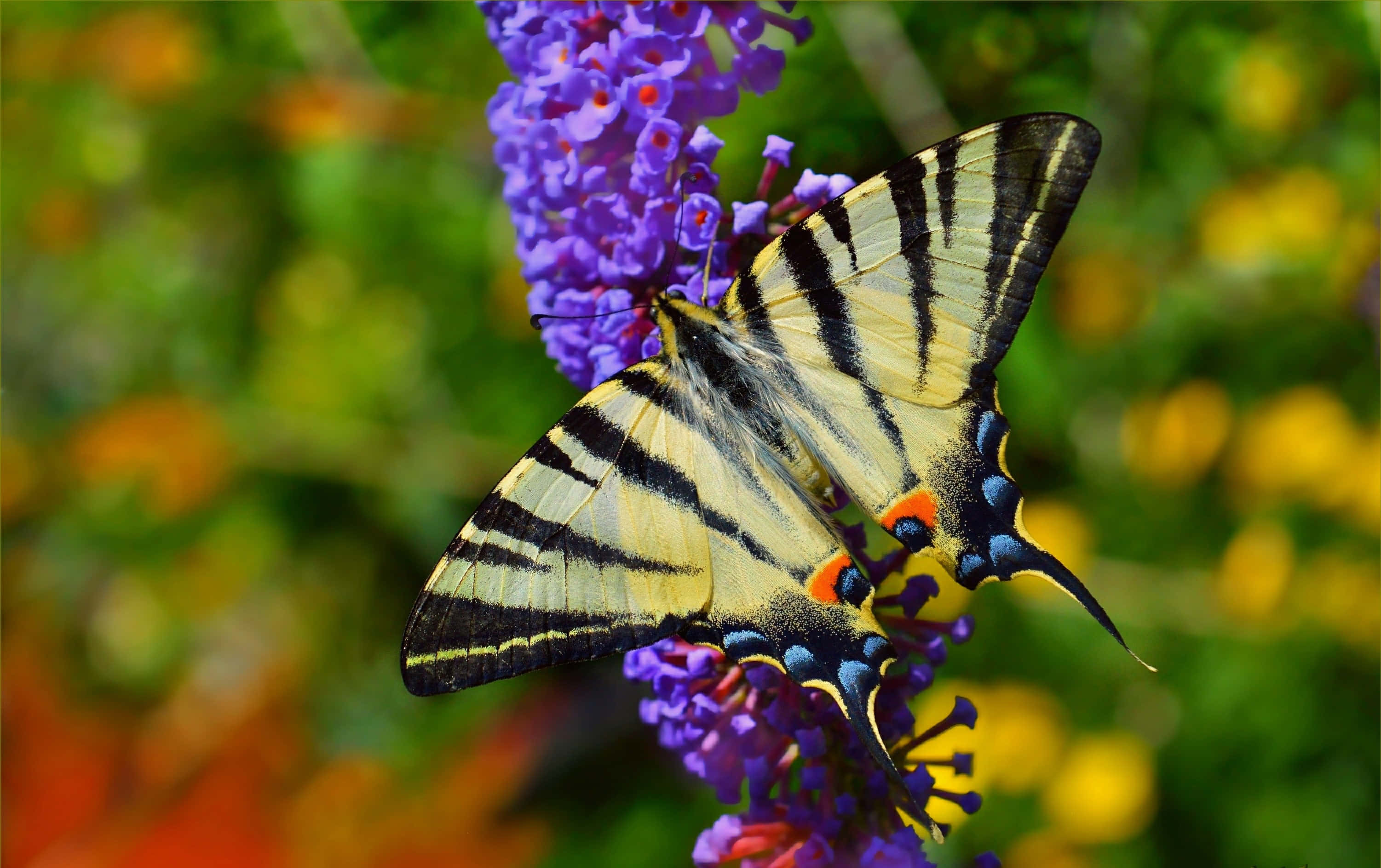 Butterfly Species 桌布 壁紙 — 一隻引人注目的黃黑條紋蝴蝶，輕柔地棲息在一簇鮮豔的紫色花朵上，背景是柔和模糊的花園。