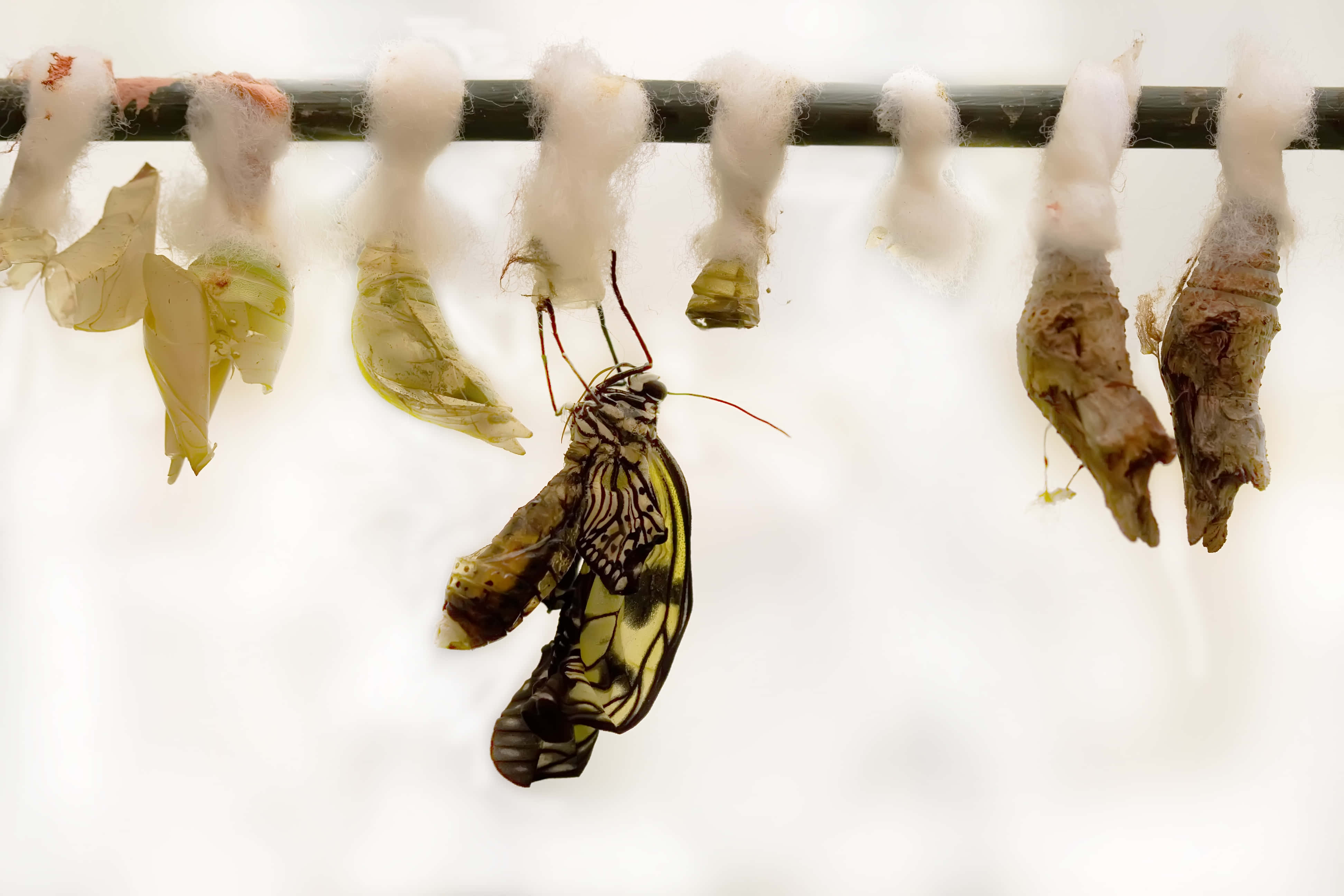Emerging Butterfly 桌布 壁紙 — 一隻引人注目的黃黑蝴蝶從懸掛在樹枝上的蛹中羽化而出，旁邊有棉花墊和空繭。