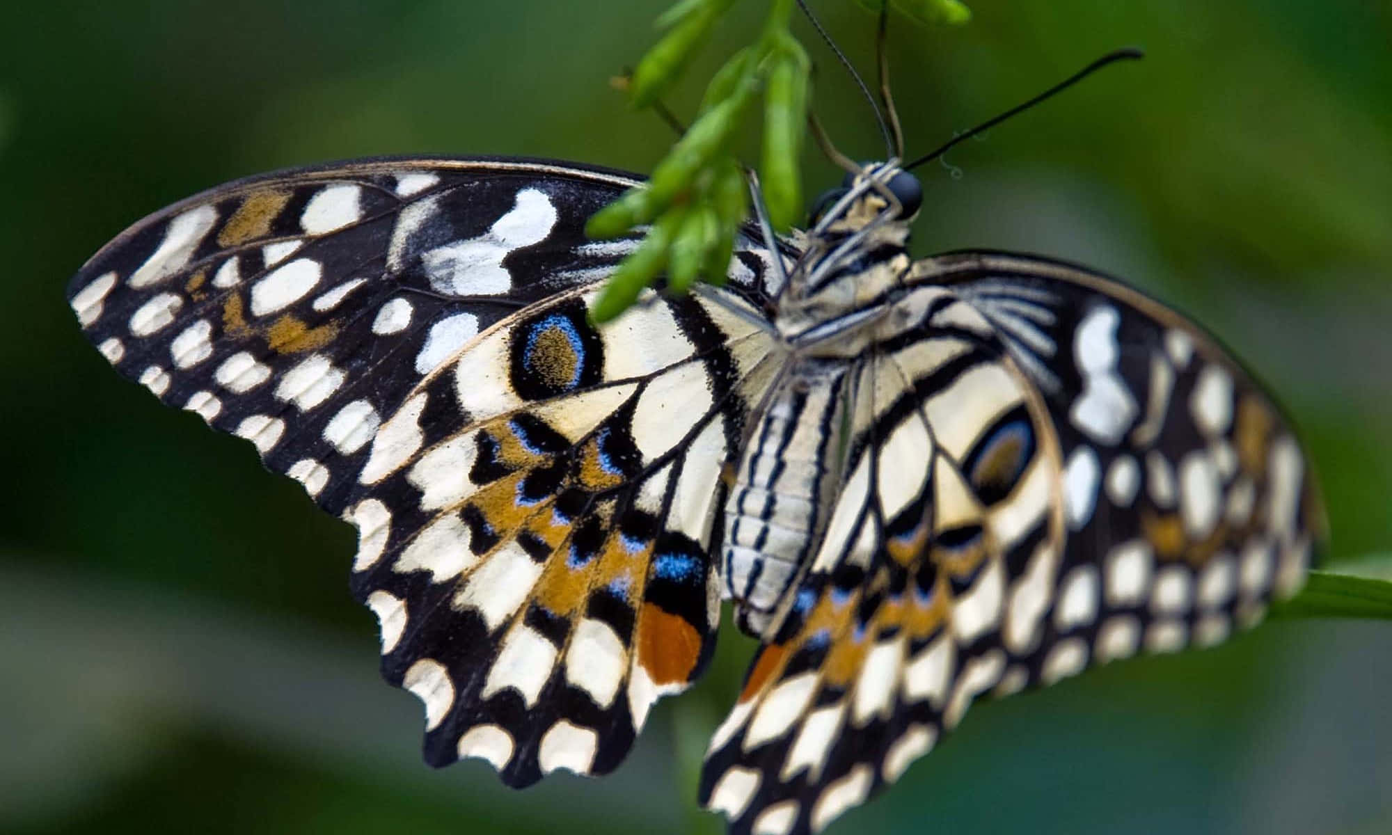 Butterfly Zoo 桌布 壁紙 — 一隻引人注目的黑、白、橙色蝴蝶，帶有藍色眼斑，輕柔地停在一片綠葉上，背景是柔和模糊的森林。