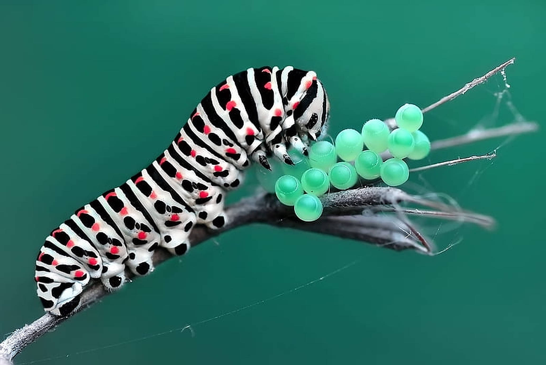 Caterpillar Insect 桌布 壁紙 — 一隻引人注目的黑、白、紅毛蟲緊貼在一根樹枝上，旁邊有一簇半透明的綠色卵，背景是藍綠色。