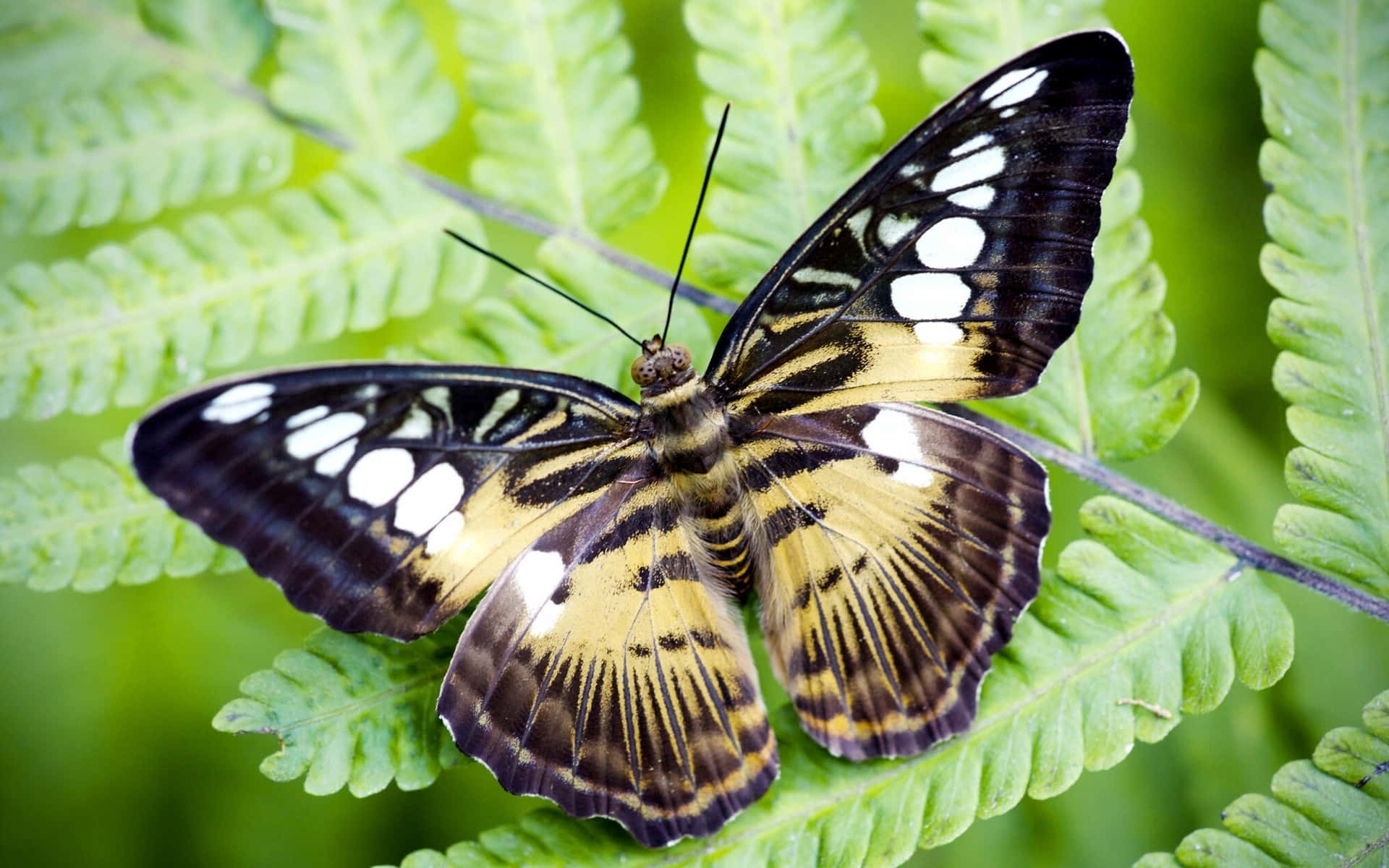 Butterfly Species 桌布 壁紙 — 一隻引人注目的黑、黃、白蝴蝶，在茂密的自然環境中，輕柔地停在一片充滿活力的綠色蕨葉上。