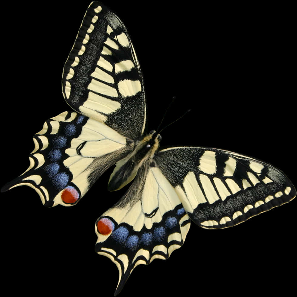 Butterflies 桌布 壁紙 — 一隻引人注目的黑奶油色蝴蝶，翅膀上有藍色和紅色斑點，在純黑色背景上展開。