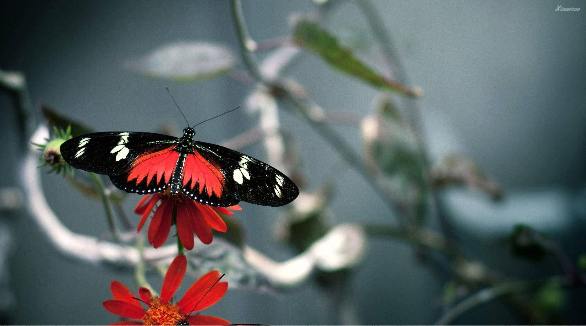 Black Butterfly 桌布 壁紙 — 一隻引人注目的黑白紅蝴蝶，帶有白色斑點，輕輕停在一朵鮮豔的紅花上，背景是柔和模糊的綠色。