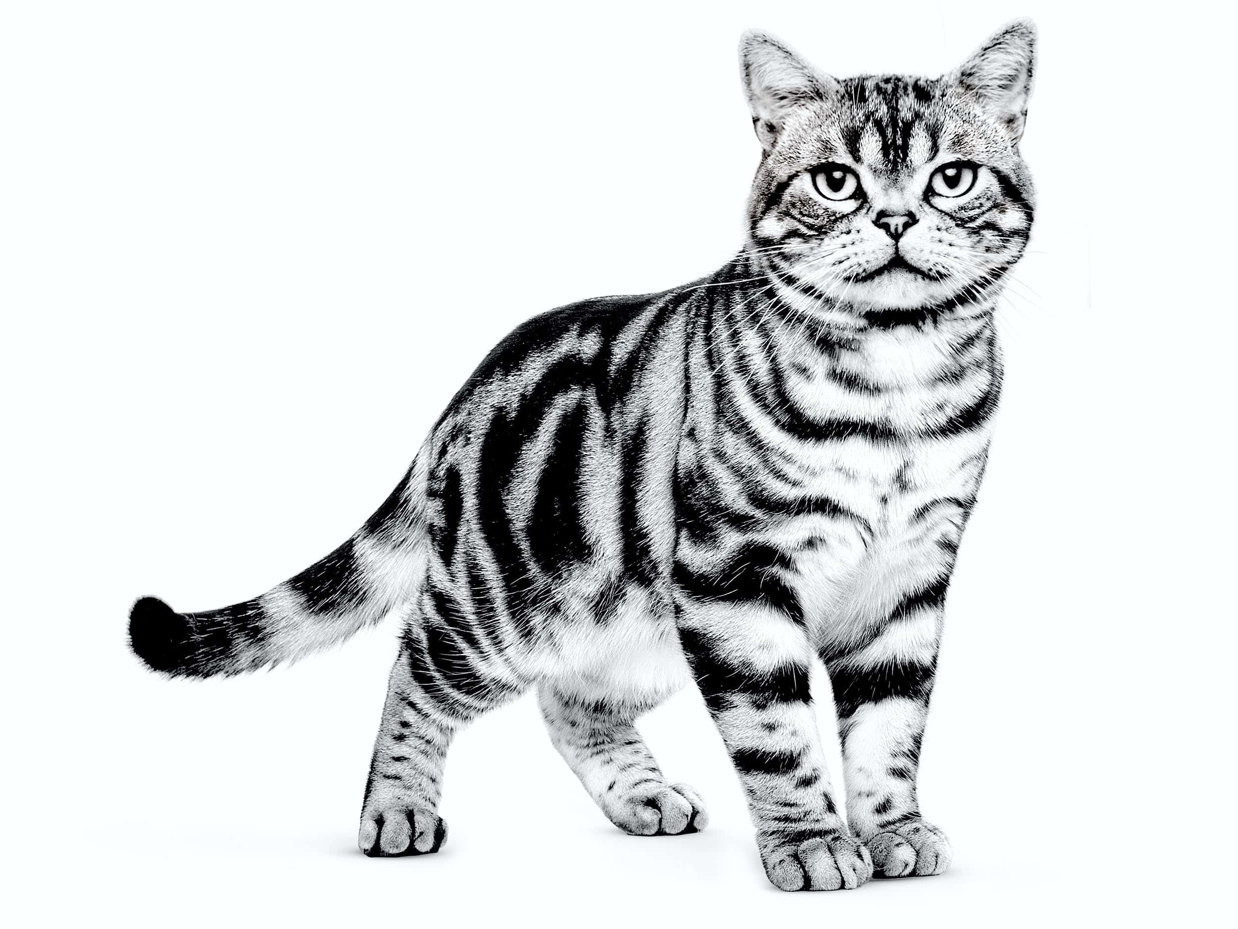 American Shorthair 桌布 壁紙 — 一隻引人注目的黑白美國短毛貓在純白背景下警覺地站立，目光銳利。