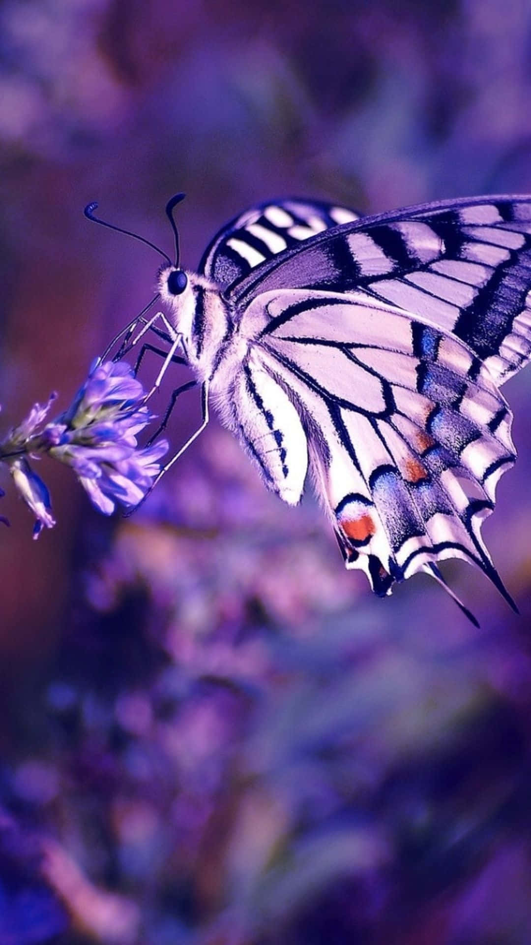 Cute Purple Butterfly 桌布 壁紙 — 一隻引人注目的黑白蝴蝶，帶有橙色斑點，精緻地棲息在紫色花朵上，背景是夢幻般的紫色。