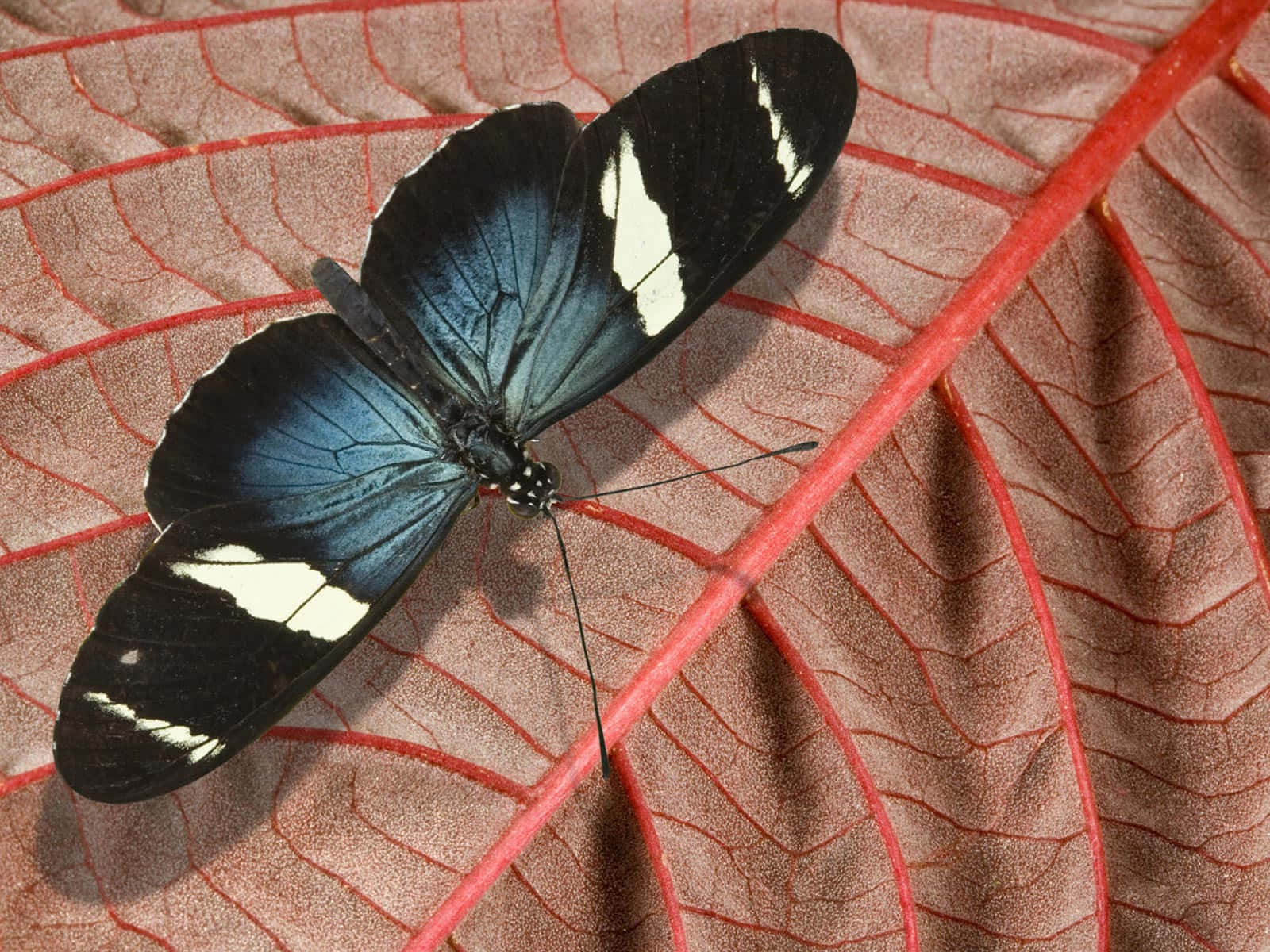 Butterfly Species 桌布 壁紙 — 一隻引人注目的黑白蝴蝶，帶有虹彩藍色翅膀，棲息在一片鮮紅的葉脈葉子上。