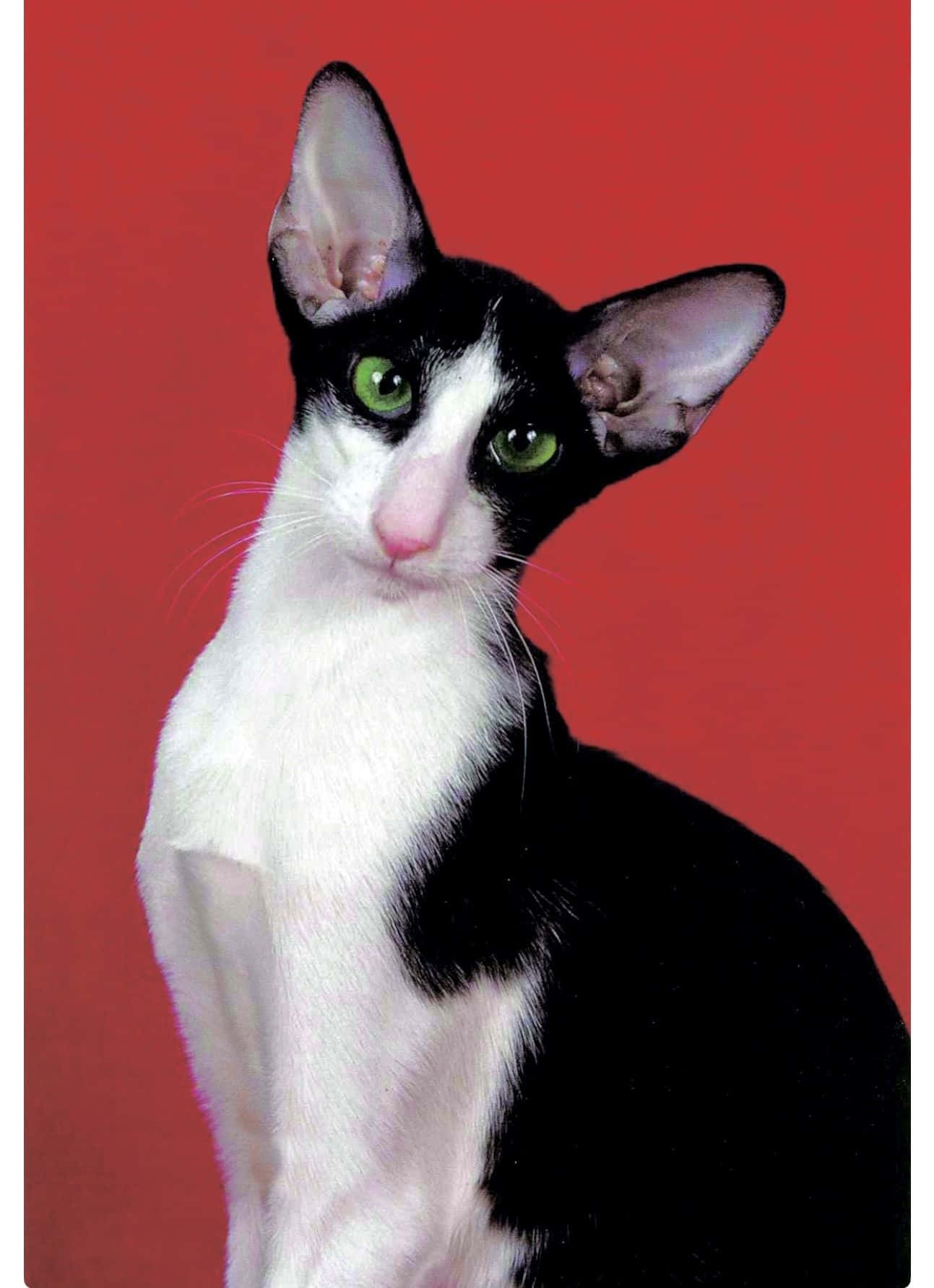 Oriental Shorthair 桌布 壁紙 — 一隻引人注目的黑白貓，擁有鮮綠色眼睛，在鮮紅色的背景前擺姿勢。
