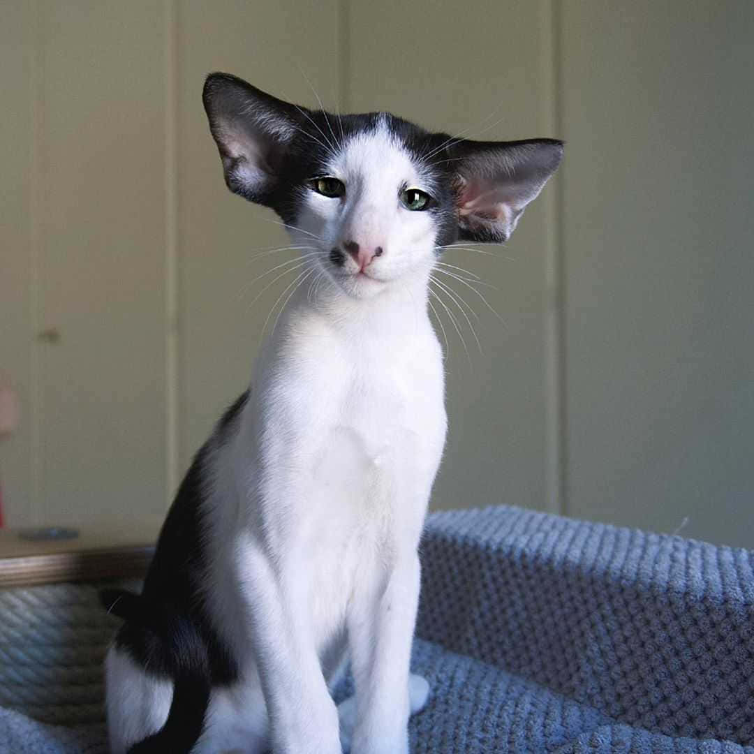 Oriental Shorthair 桌布 壁紙 — 一隻引人注目的黑白貓，耳朵很大，警覺地坐在室內有紋理的藍色毯子上。