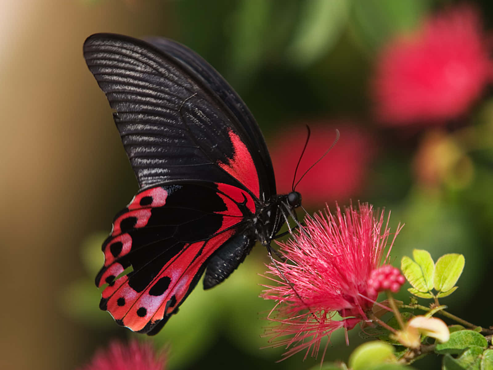 Butterfly Photos 桌布 壁紙 — 一隻引人注目的黑紅蝴蝶，輕柔地停在一朵毛茸茸的粉紅色花朵上，背景是柔和的綠色模糊效果。