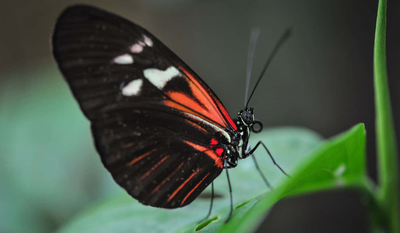 Butterfly Zoo 桌布 壁紙 — 一隻引人注目的黑色蝴蝶，帶有火紅和白色的斑紋，輕柔地棲息在一片充滿活力的綠葉上。