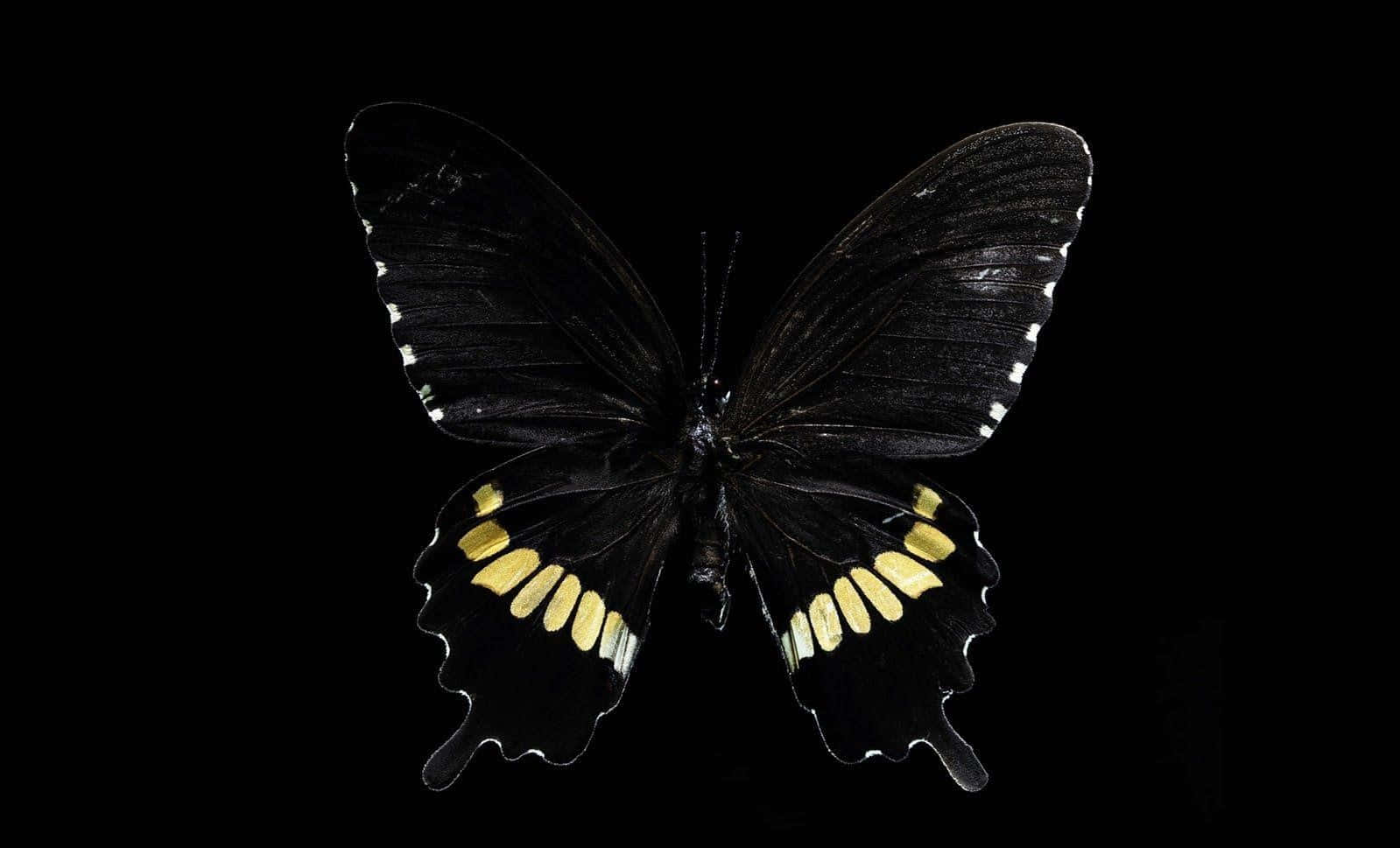 Dark Butterfly 桌布 壁紙 — 一隻引人注目的黑色蝴蝶，帶有金黃色斑點和白色流蘇翅膀，在純黑色背景上展開。