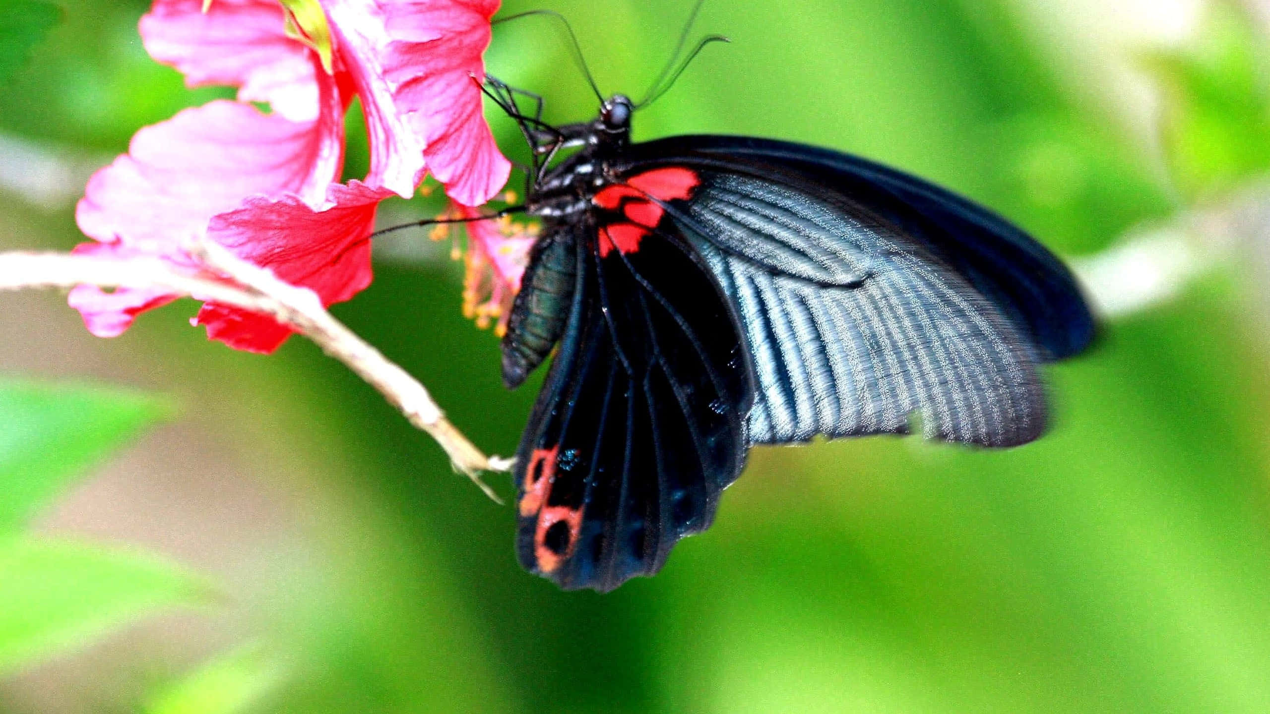 Red Butterfly 桌布 壁紙 — 一隻引人注目的黑色蝴蝶帶有紅色點綴，輕柔地停在一朵鮮豔的粉紅色木芙蓉花上，背景是茂密的綠葉。