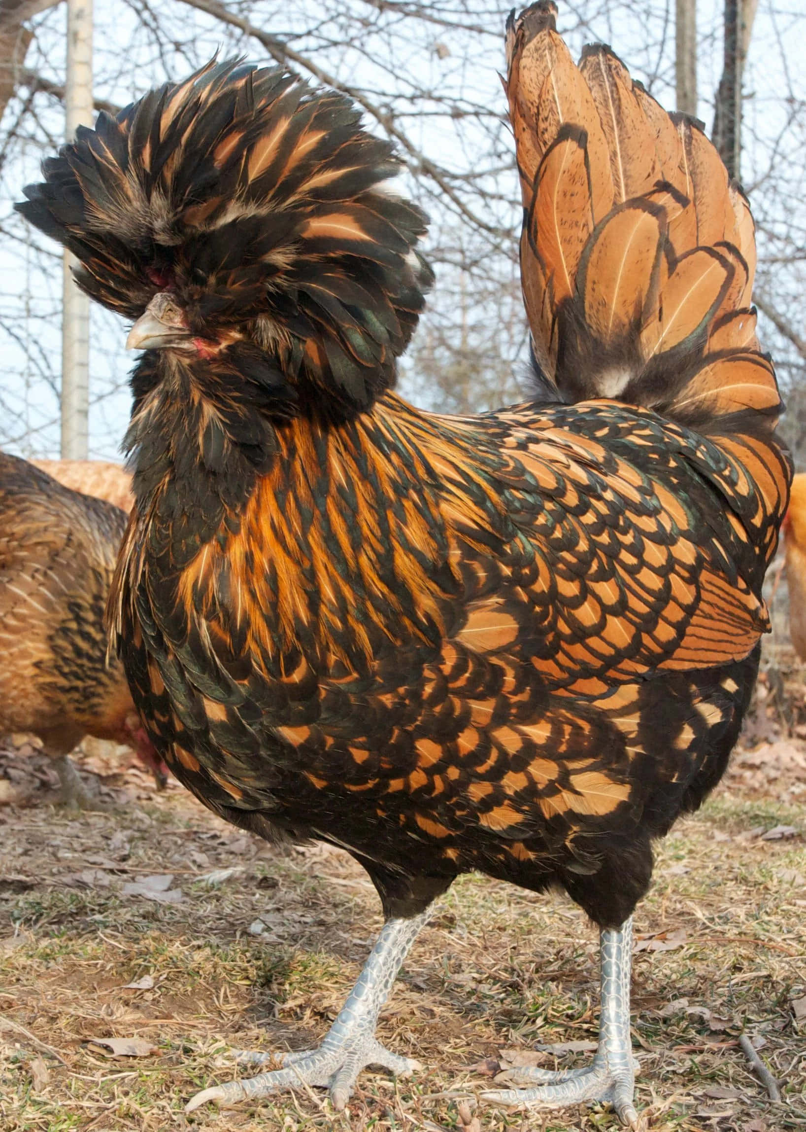 Chicken 桌布 壁紙 — 一隻引人注目的黑金色冠雞驕傲地站在落葉滿地的院子裡，背後是光禿禿的樹木。