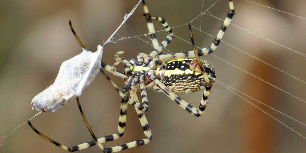 Spider 桌布 壁紙 — 一隻引人注目的黑黃相間、帶有條紋腿的蜘蛛緊貼在牠的網上，旁邊是一個包裹著的獵物。