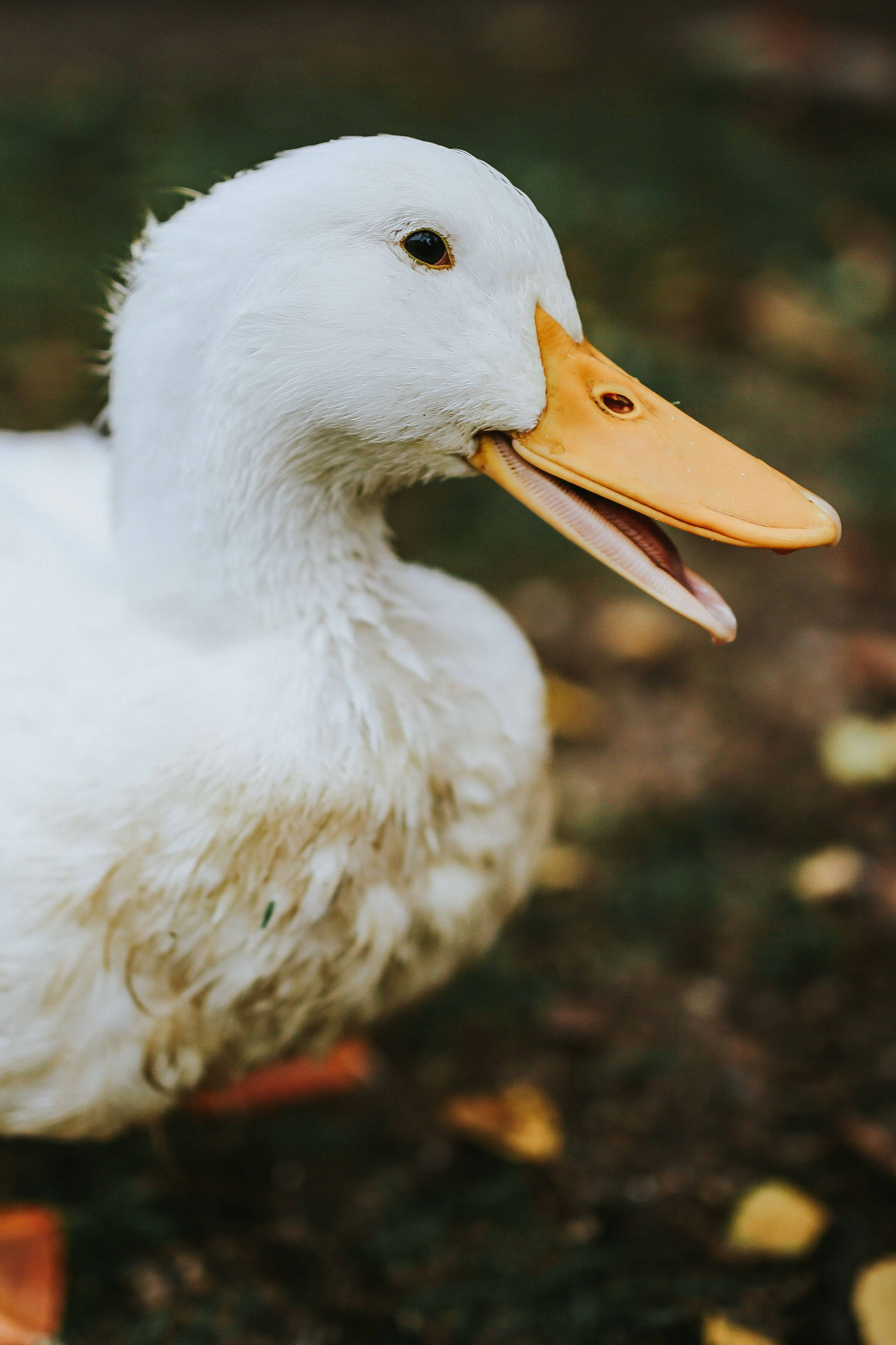 White Duck 桌布 壁紙 — 一隻張開喙的白鴨特寫，站在落下的秋葉中。