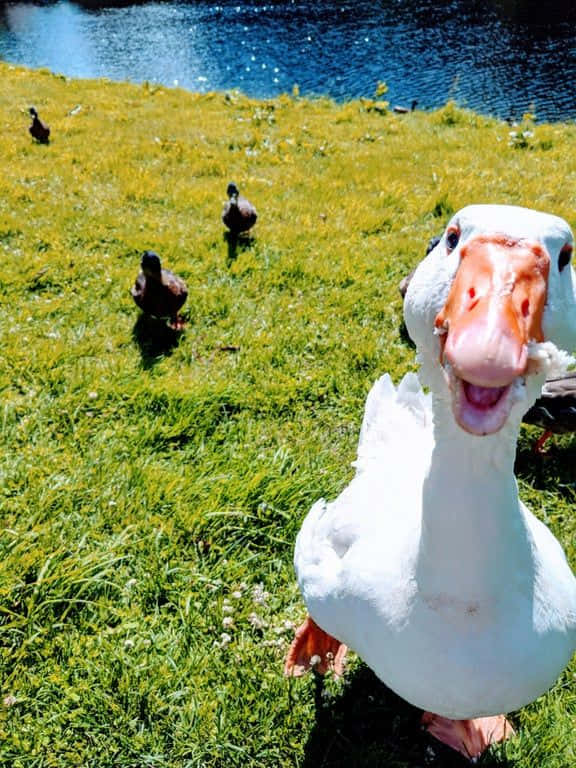 Duck 桌布 壁紙 — 一隻張開喙的白鵝在陽光明媚的草地上直視鏡頭，旁邊是藍色的湖泊，背景有其他鴨子。
