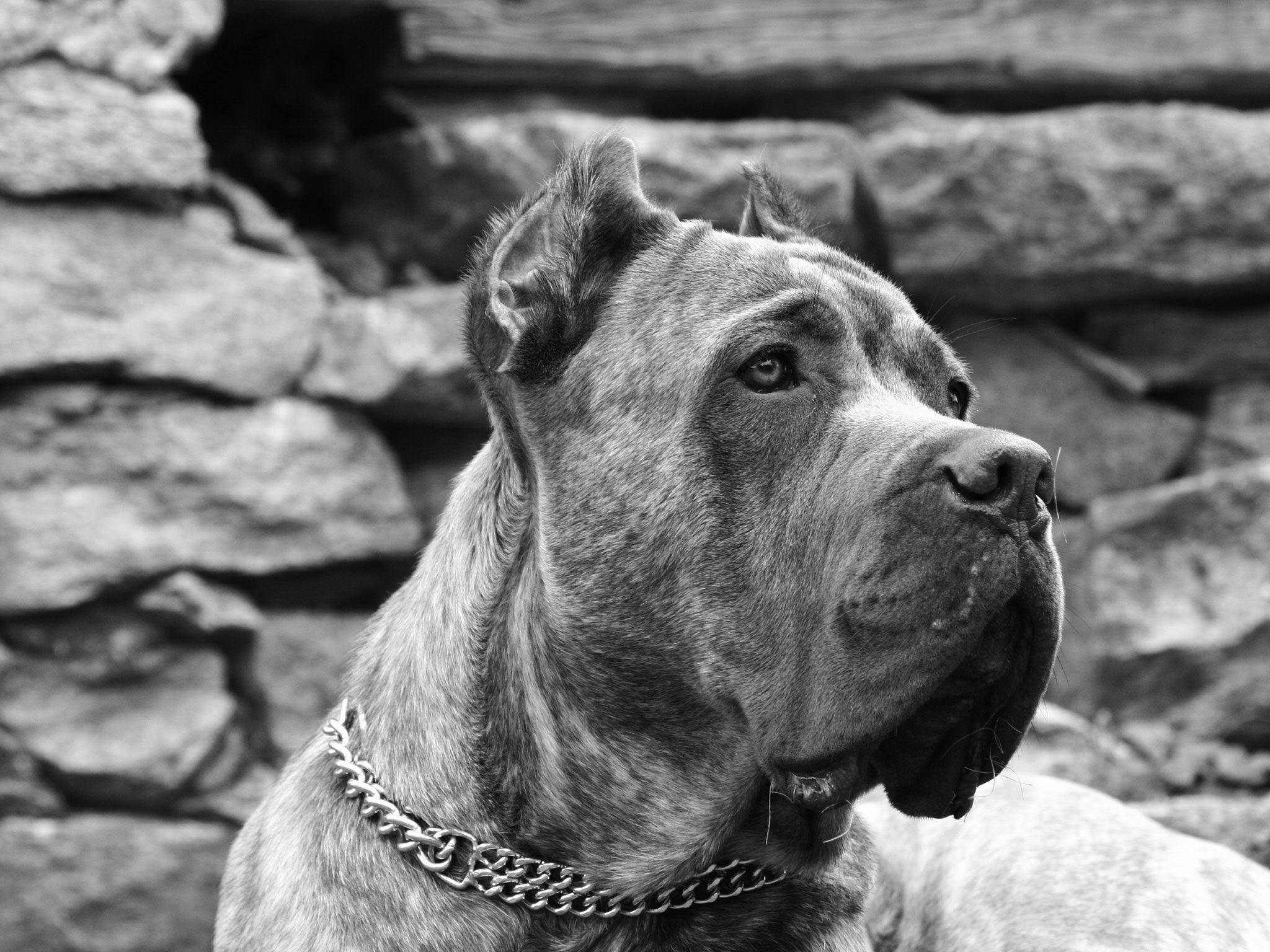 Big Dog 桌布 壁紙 — 一隻強壯的卡斯羅犬戴著鏈條項圈，在單色調中對著風化的石牆沉思地凝視。