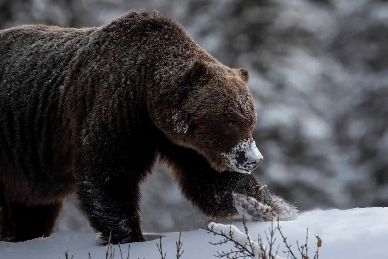 grizzly bear 桌布 壁紙 — 一隻強壯的棕熊，毛皮上沾滿雪花，在冬季的雪地森林中行走。
