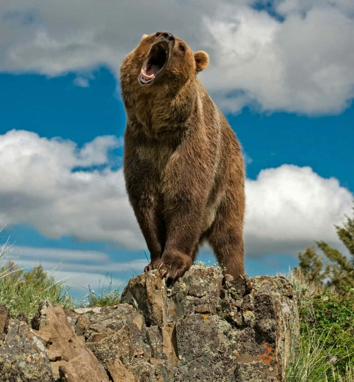 Bear Attack 桌布 壁紙 — 一隻強壯的棕熊站在岩石露頭上，對著藍天白雲咆哮。
