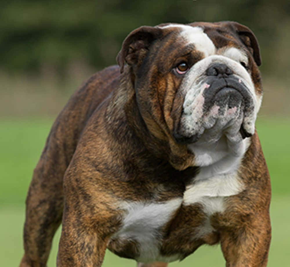 Bulldog 桌布 壁紙 — 一隻強壯的棕白色鬥牛犬在茂密的綠色田野中警覺地站立，背景柔和模糊。