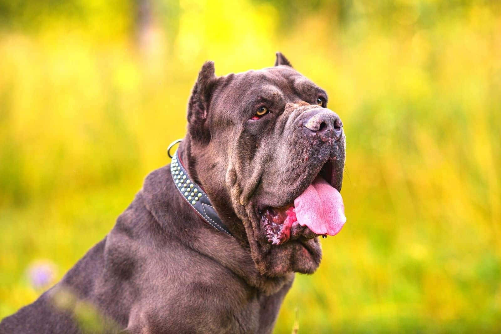 卡斯羅犬 桌布 壁紙 — 一隻強壯的深灰色卡斯羅犬伸出粉紅色舌頭，警覺地坐在陽光普照的金黃色草地上。