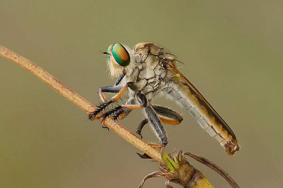 fly 桌布 壁紙 — 一隻強壯的盜蠅近距離特寫，棲息在乾樹枝上，有虹彩綠色眼睛和多毛的腳。