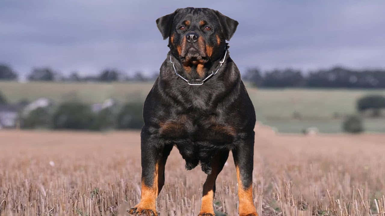 Dogs 桌布 壁紙 — 一隻強壯的羅威納犬在乾燥的草地上警覺地站立，天空多雲，遠處有樹木和房屋。