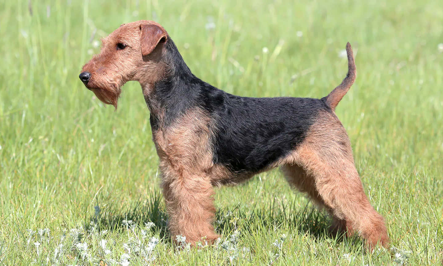Terrier Dog 桌布 壁紙 — 一隻強壯的萬能梗在明亮的陽光下，站在充滿活力的綠色草地上，周圍散落著白色野花，保持警覺。