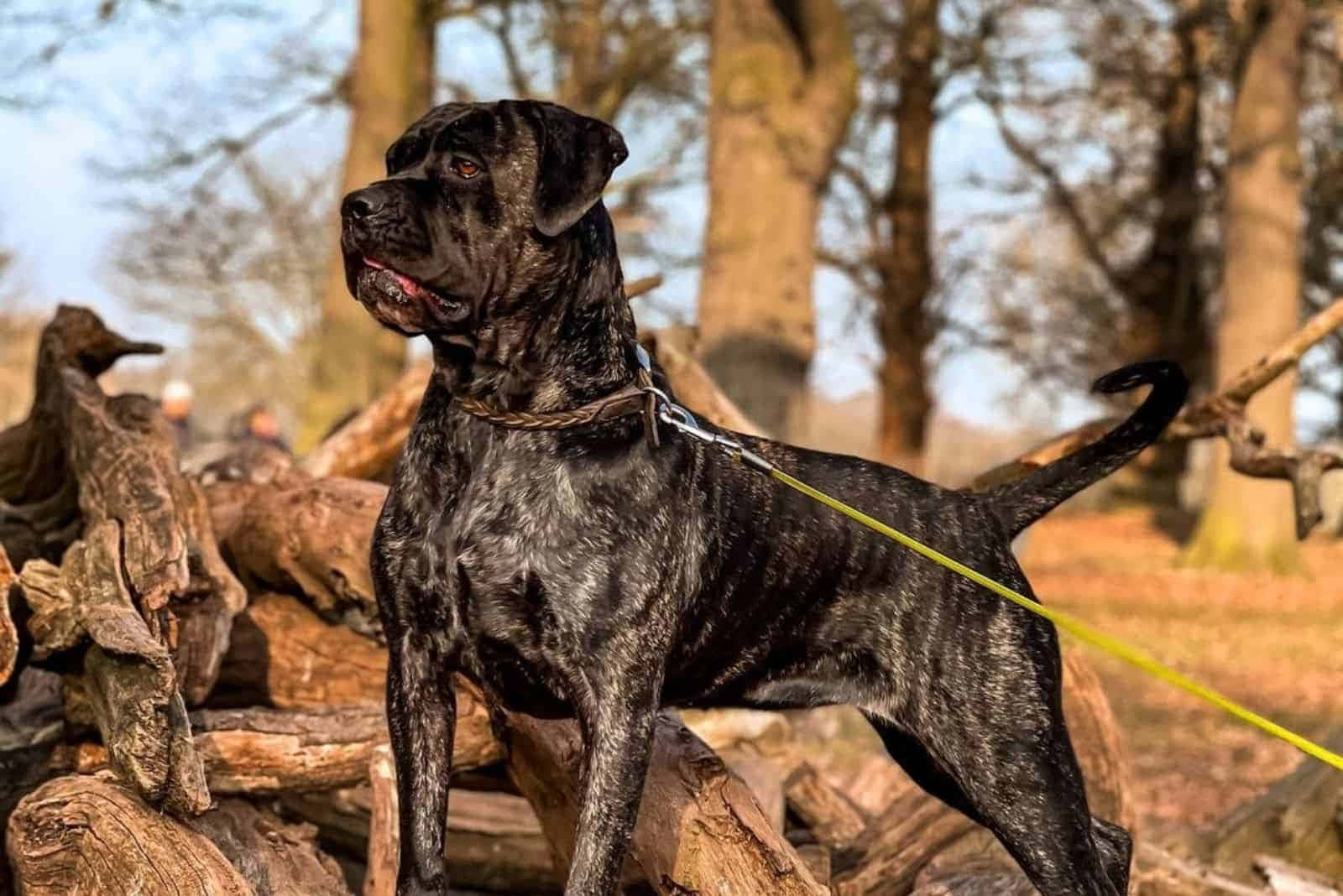 Bully Dog 桌布 壁紙 — 一隻強壯的虎斑狗警覺地站在陽光普照的森林空地中一堆風化的圓木上。