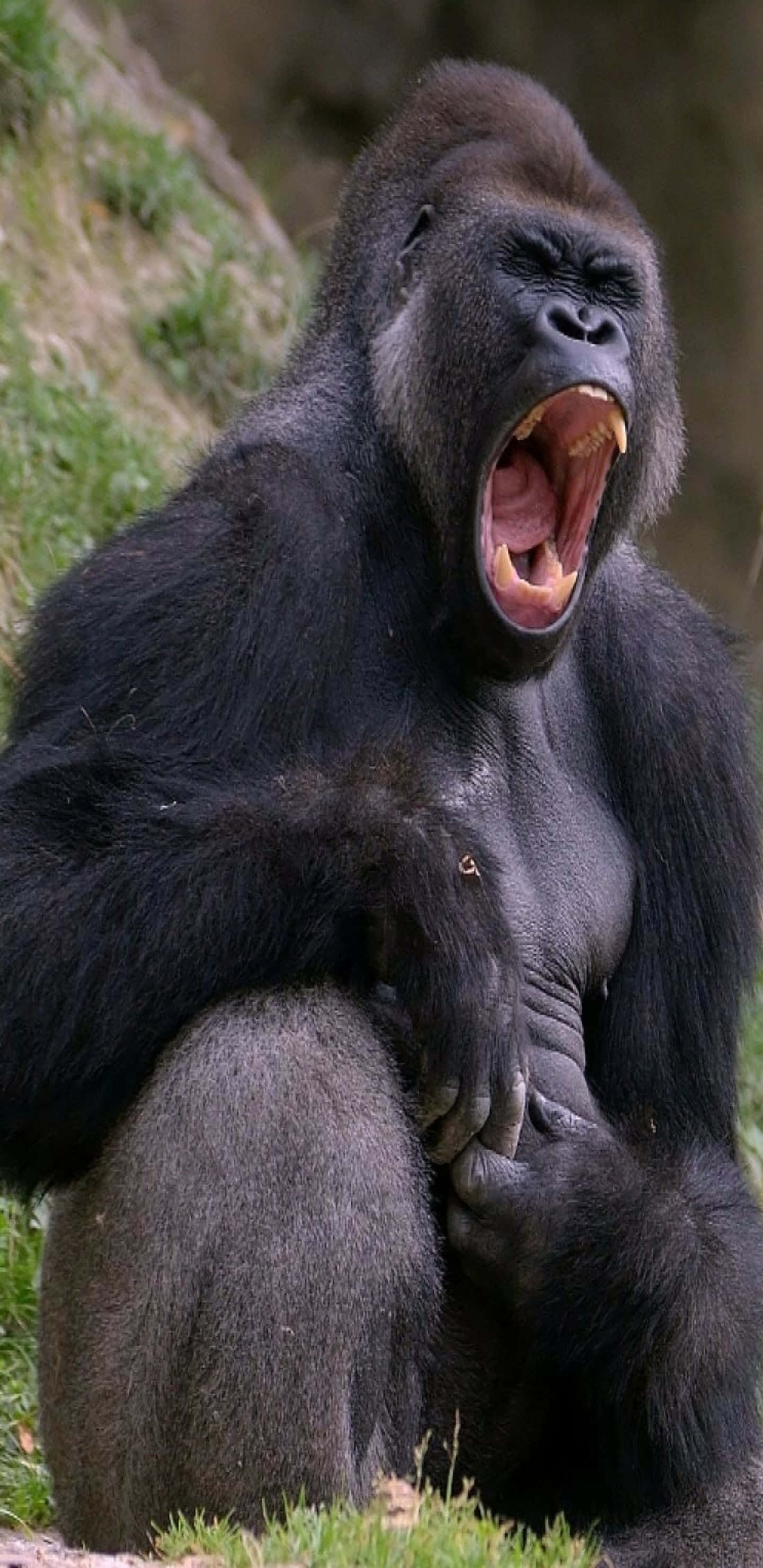 Pixel 3xl Gorilla 桌布 壁紙 — 一隻強壯的銀背大猩猩坐在草地上，嘴巴張得大大的，打了一個大哈欠，露出尖銳的牙齒和粉紅色的舌頭。