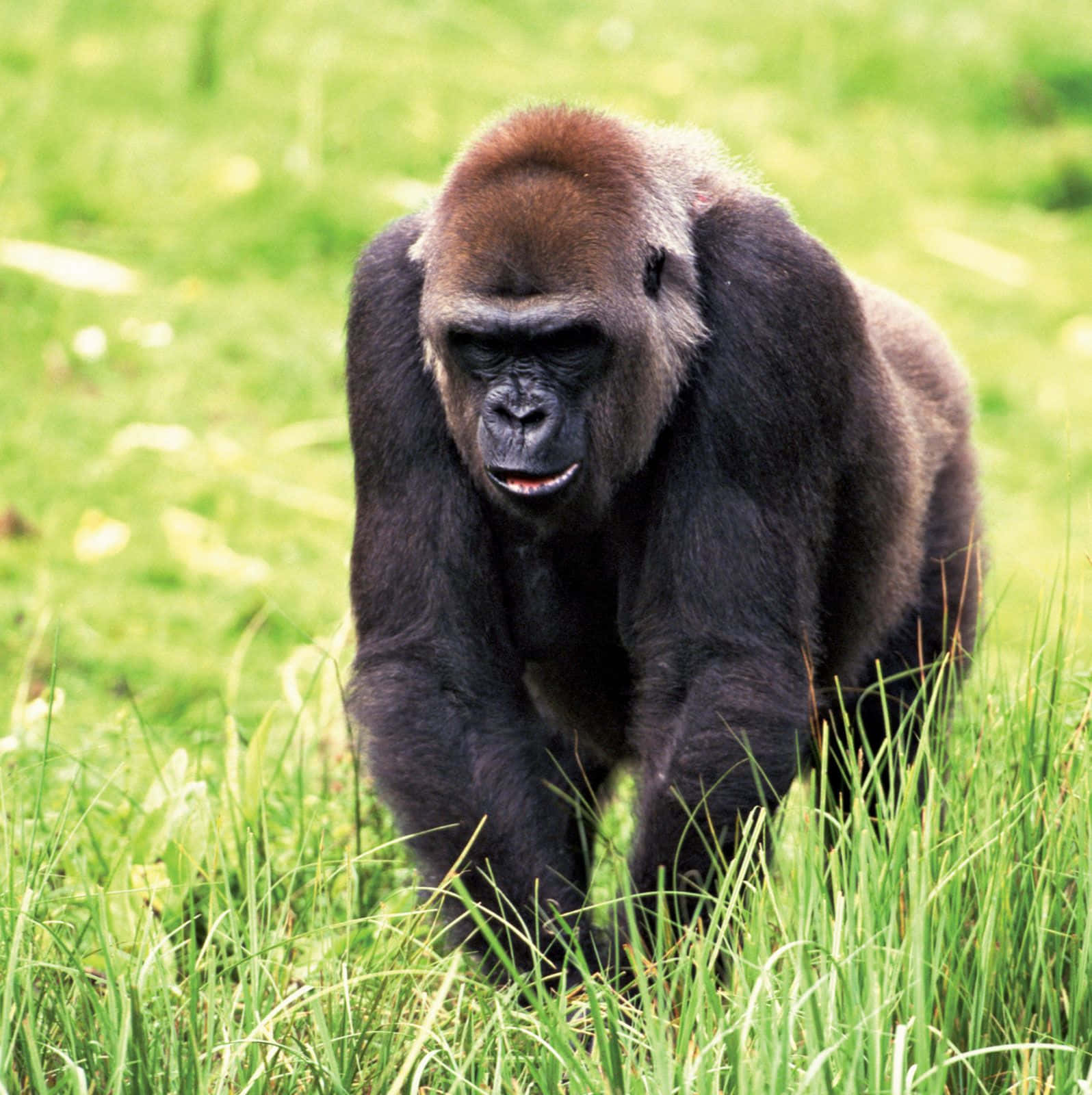 Gorilla 桌布 壁紙 — 一隻強壯的銀背大猩猩帶著強烈的專注和原始力量，大步走過充滿活力的綠草。