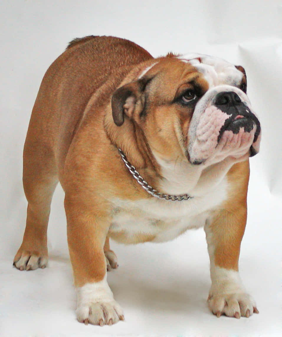 Bulldog 桌布 壁紙 — 一隻強壯的鬥牛犬，有棕褐色和白色的毛髮，在白色背景前警覺地站立，戴著銀色鏈條項圈。