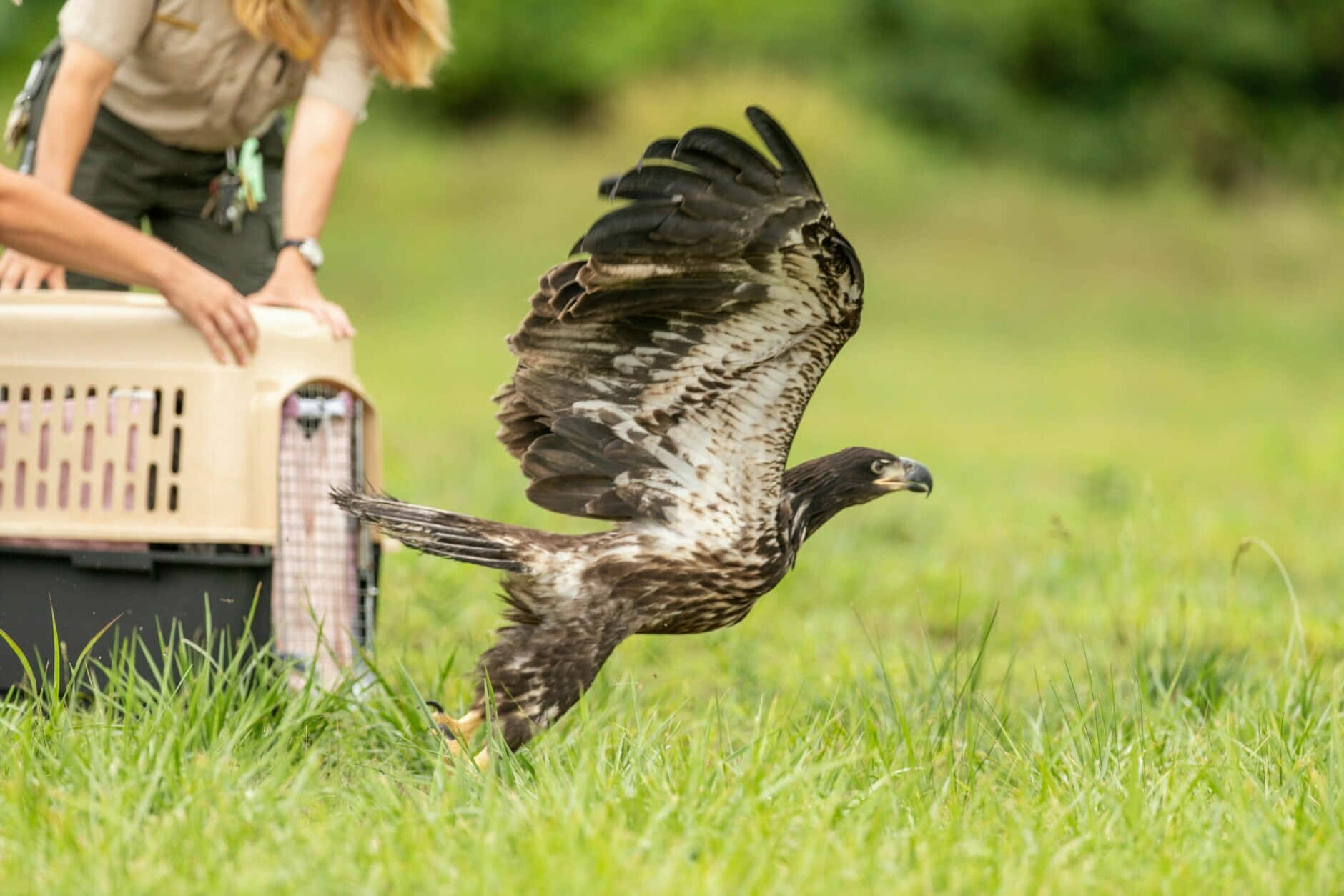 Young Eagle 桌布 壁紙 — 一隻強壯的鷹從草地起飛，野生動物工作人員從運輸箱中觀看。
