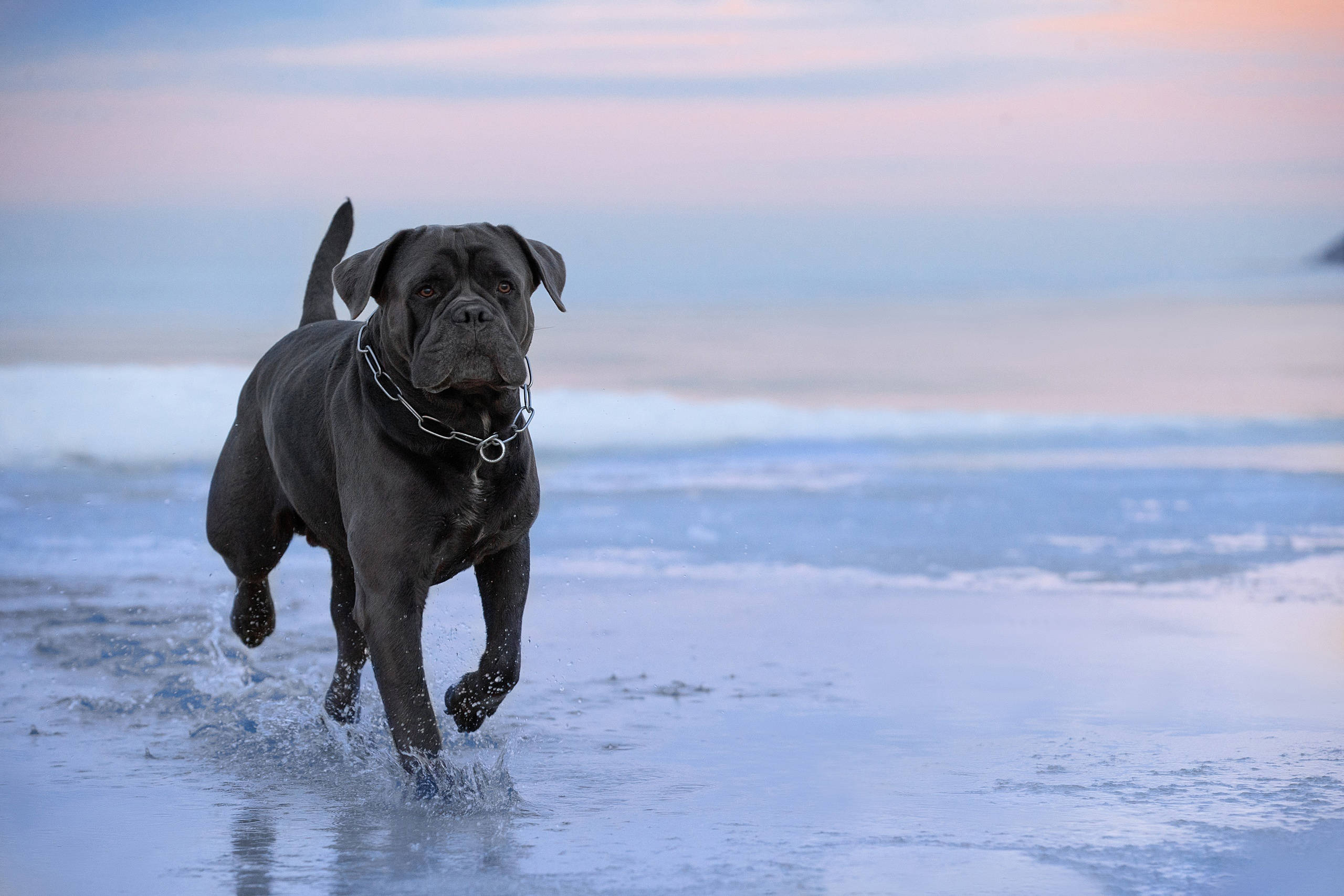 卡斯羅犬 桌布 壁紙 — 一隻強壯的黑色 cane corso 在黃昏時分穿過淺海水域奔跑，身後有波浪拍打。