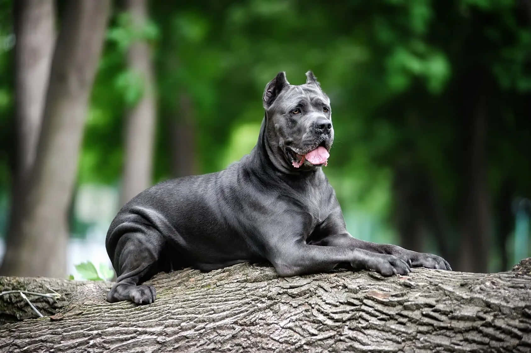 卡斯羅犬 桌布 壁紙 — 一隻強壯的黑色卡斯羅犬在陽光斑駁的森林中，威風凜凜地躺在風化的樹幹上。