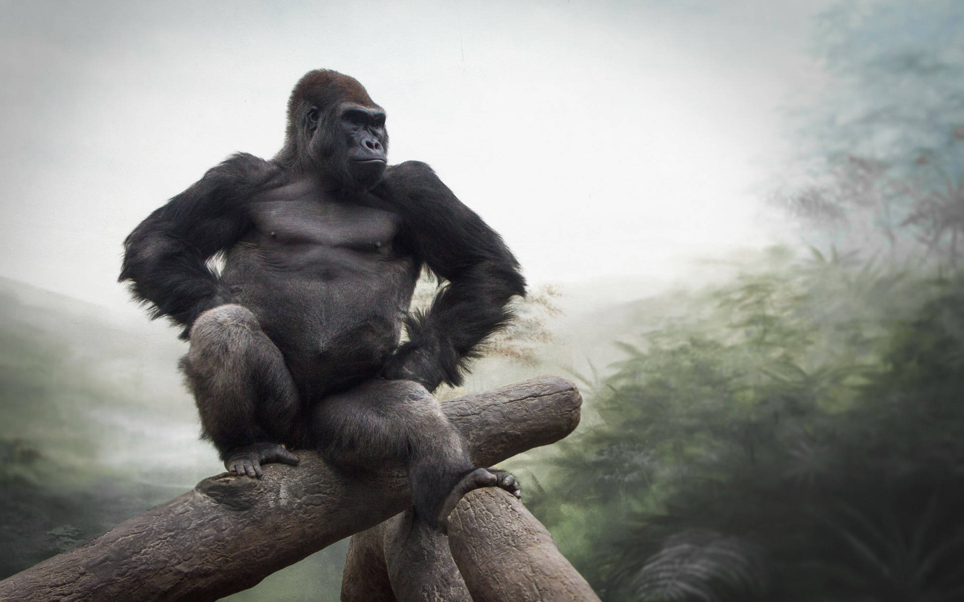 Gorilla 桌布 壁紙 — 一隻強大的銀背大猩猩威嚴地坐在霧氣瀰漫的叢林中一根粗樹枝上，若有所思地凝視遠方。