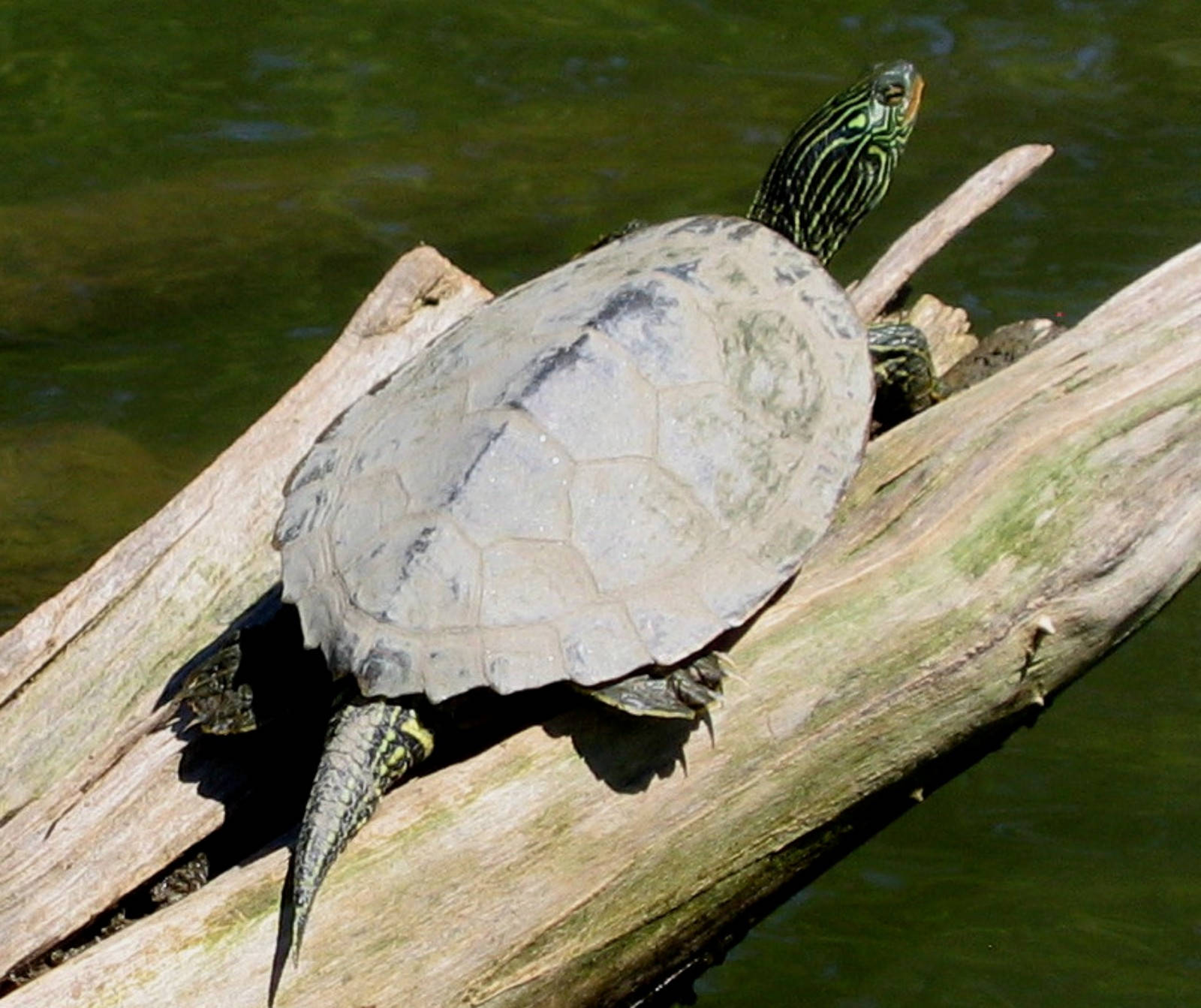 Turtle 桌布 壁紙 — 一隻彩繪龜在平靜的綠色水中抬起頭，在陽光明媚的木頭上曬太陽。