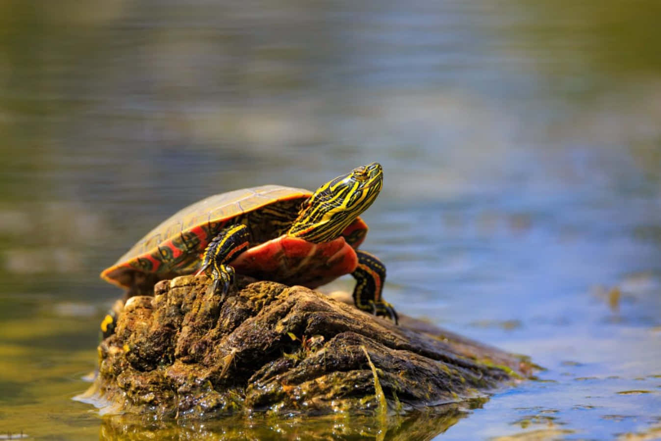 Turtle 桌布 壁紙 — 一隻彩繪龜在明亮的陽光下，在平靜的水中長滿苔蘚的石頭上曬太陽。