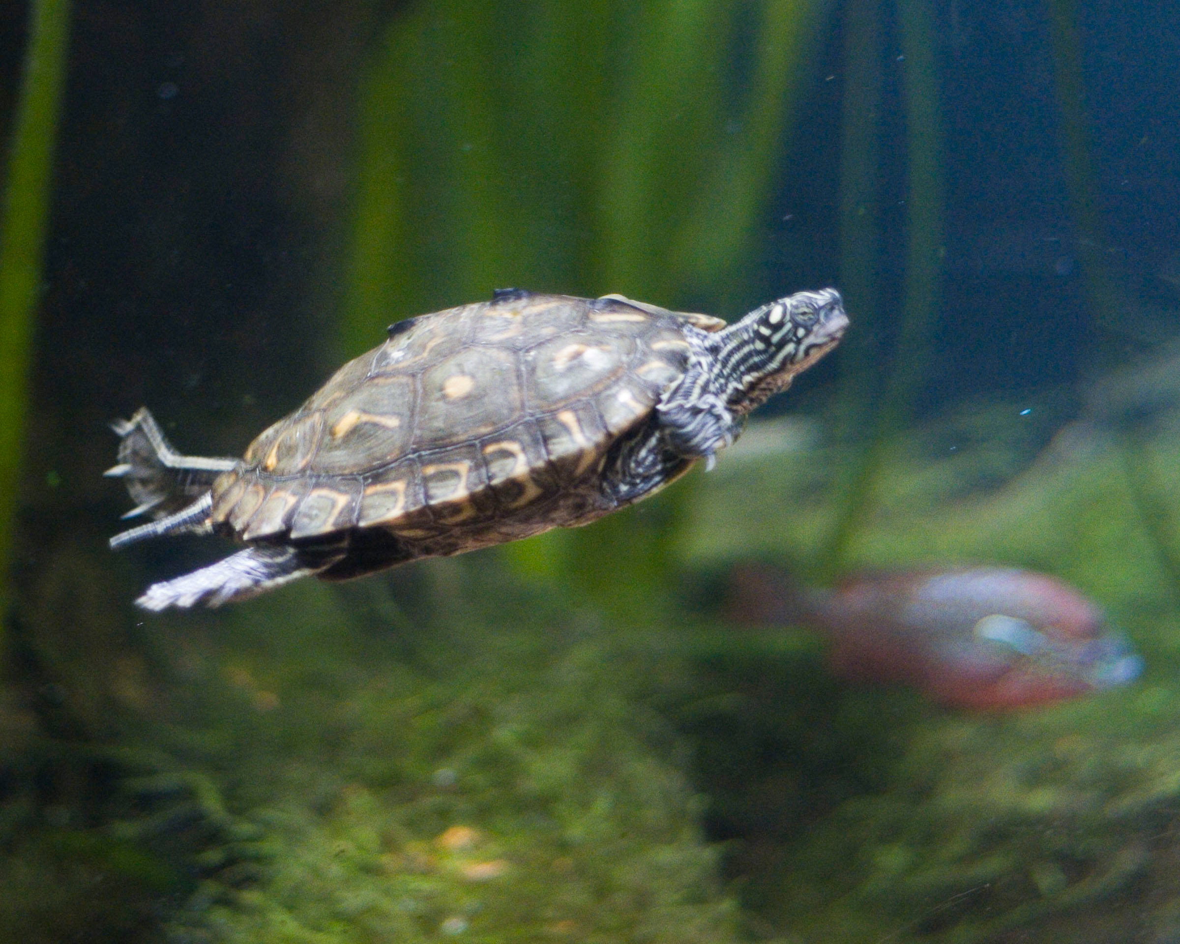自然 桌布 壁紙 — 一隻彩繪龜在清澈的水族箱水中優雅地滑行，周圍環繞著綠色水生植物。