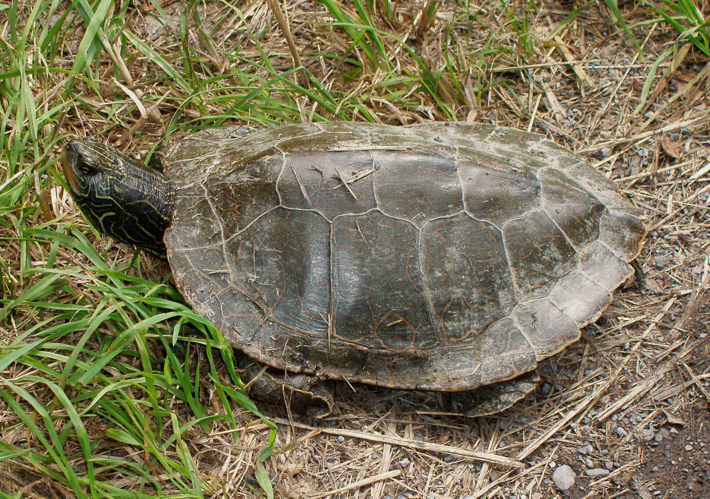 Turtle 桌布 壁紙 — 一隻彩繪龜在綠草和乾稻草上休息的特寫。
