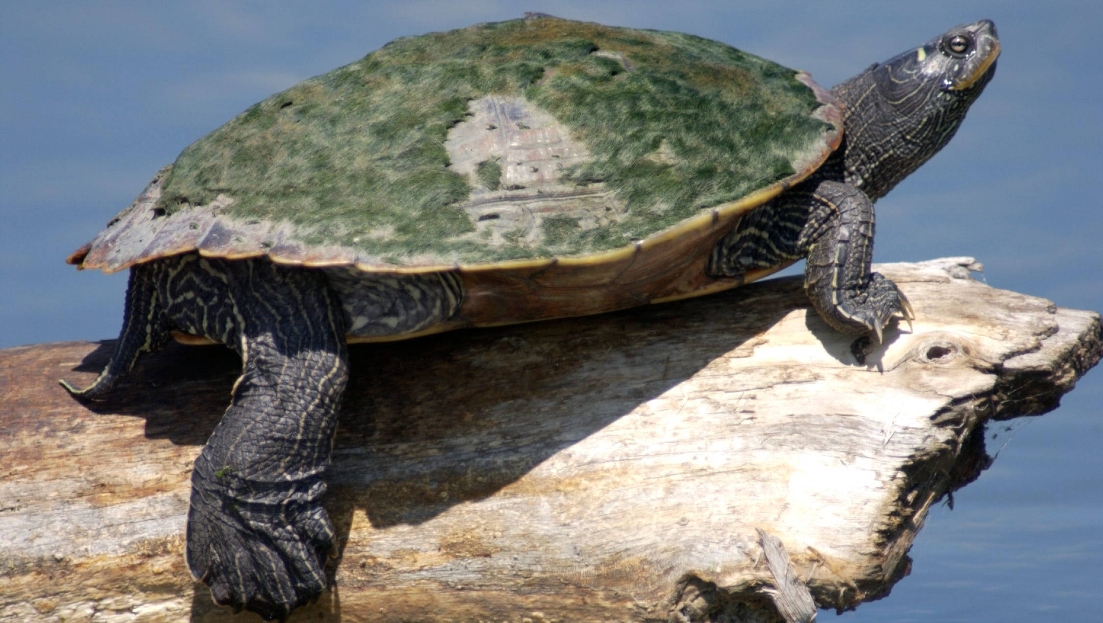 reptiles 桌布 壁紙 — 一隻彩繪龜在陽光照耀的木頭上曬太陽，下方是平靜的藍色水面，背後是晴朗的天空。