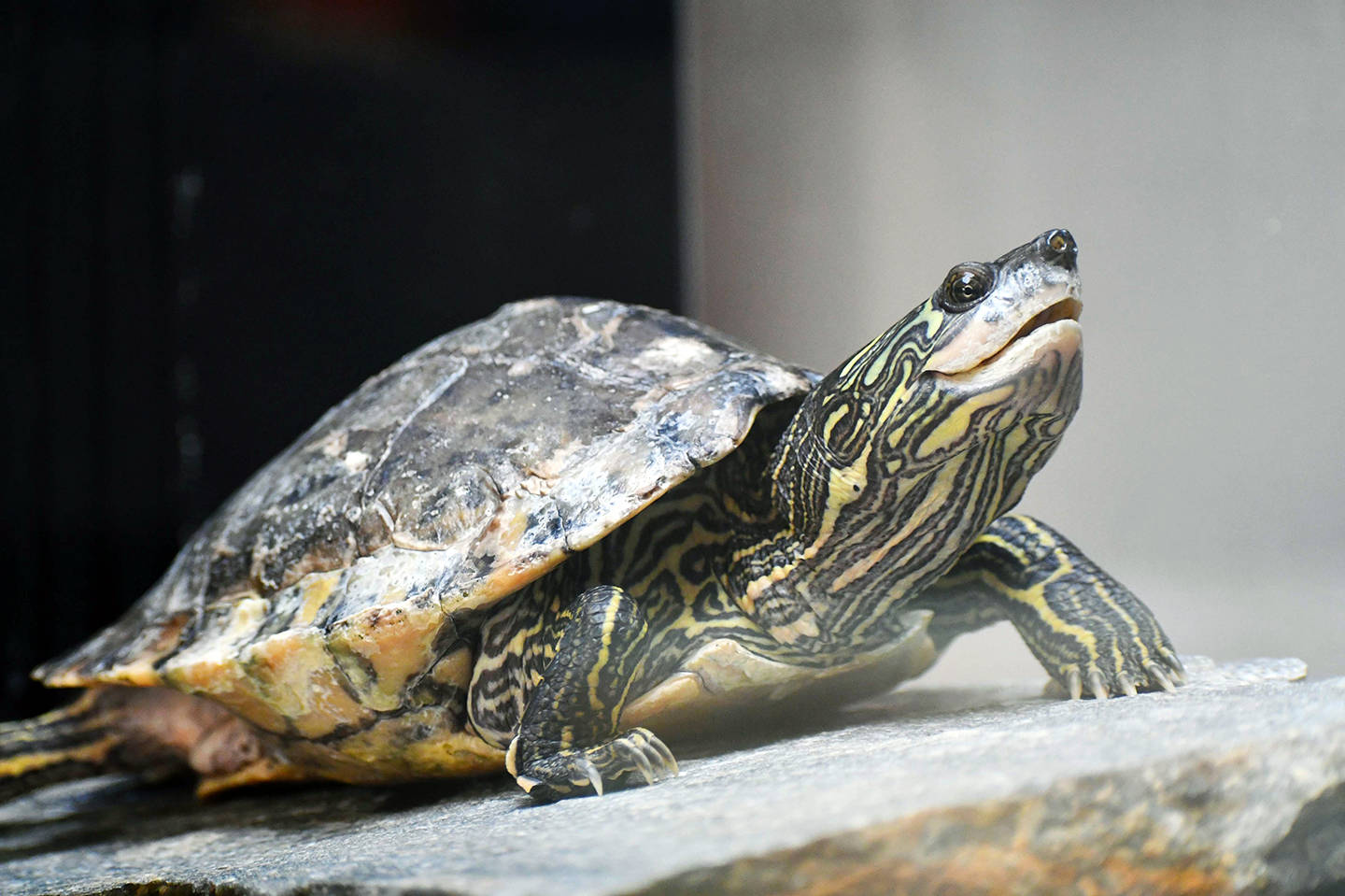 Turtle 桌布 壁紙 — 一隻彩繪龜的特寫，其殼和頭部有複雜的黃色和黑色圖案，棲息在灰色岩石上。