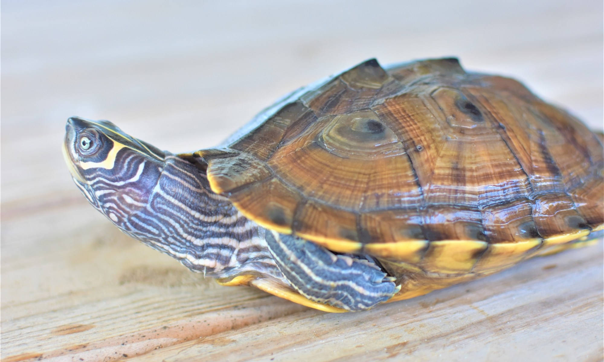 Turtle 桌布 壁紙 — 一隻彩繪龜的特寫，頭部和龜殼上有複雜的黃色和黑色條紋，棲息在淺色木質表面上。