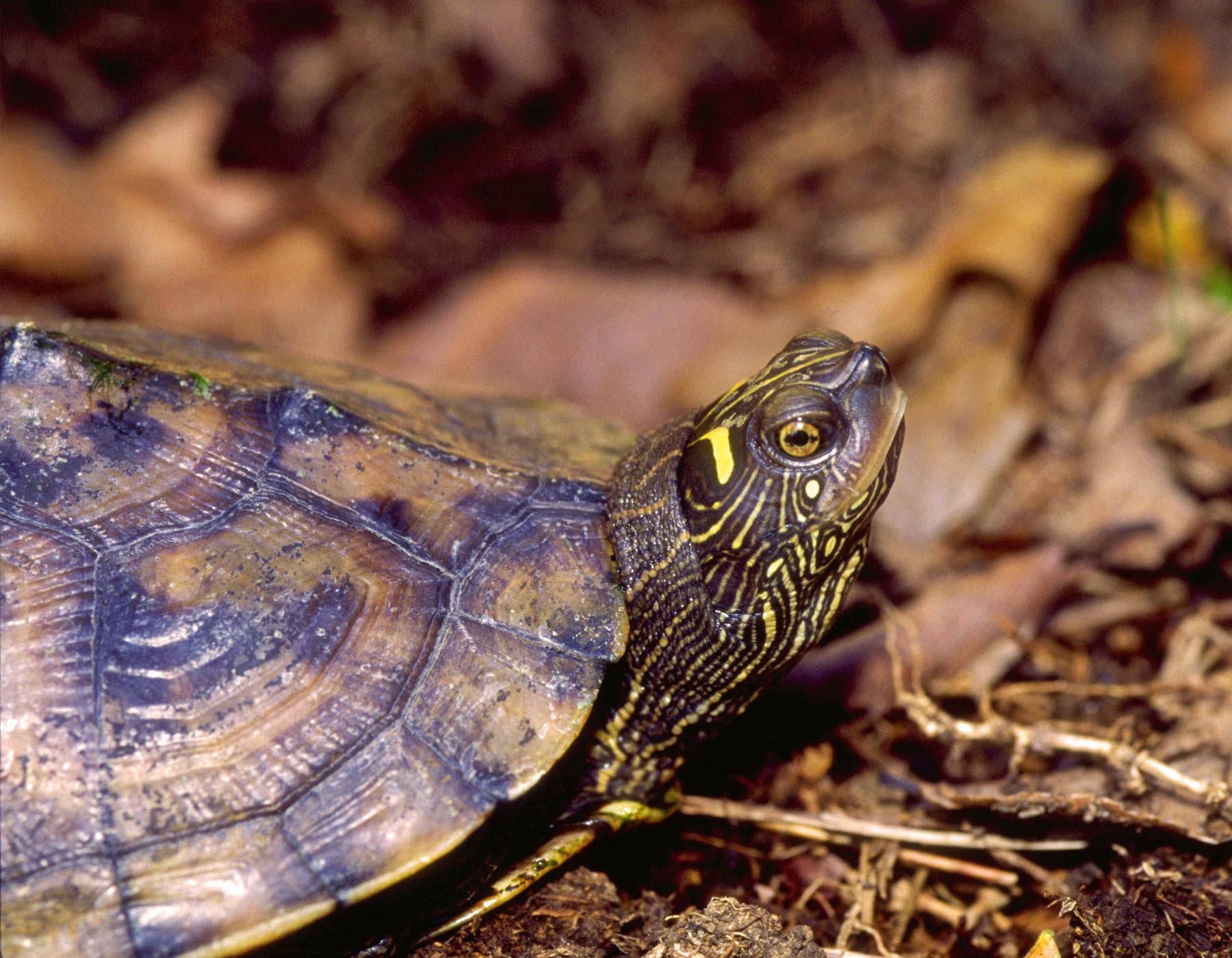 Turtle 桌布 壁紙 — 一隻彩繪龜的特寫，頭部和龜殼上有複雜的黃色條紋，在乾燥的棕色樹葉中休息。